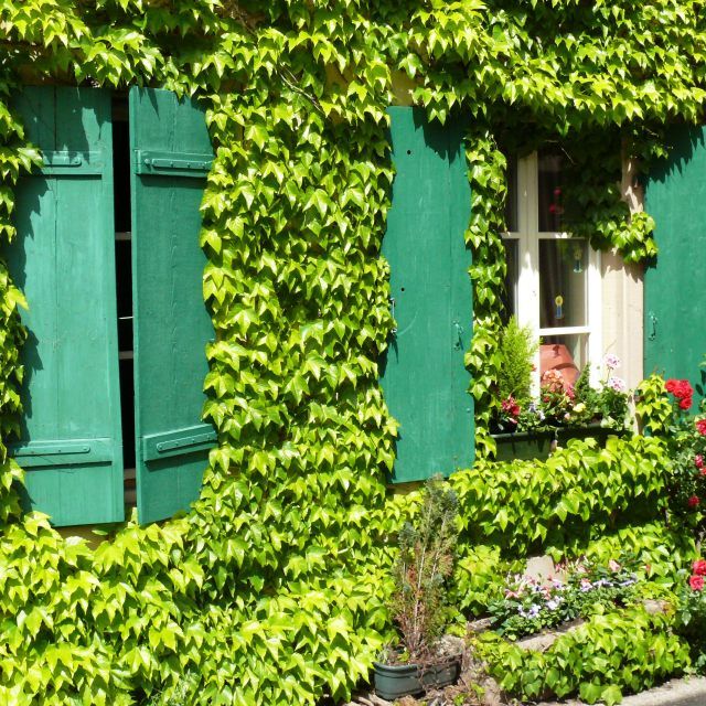 Gartentipps – Gartengestaltung – Gartenpflege - VOL.AT