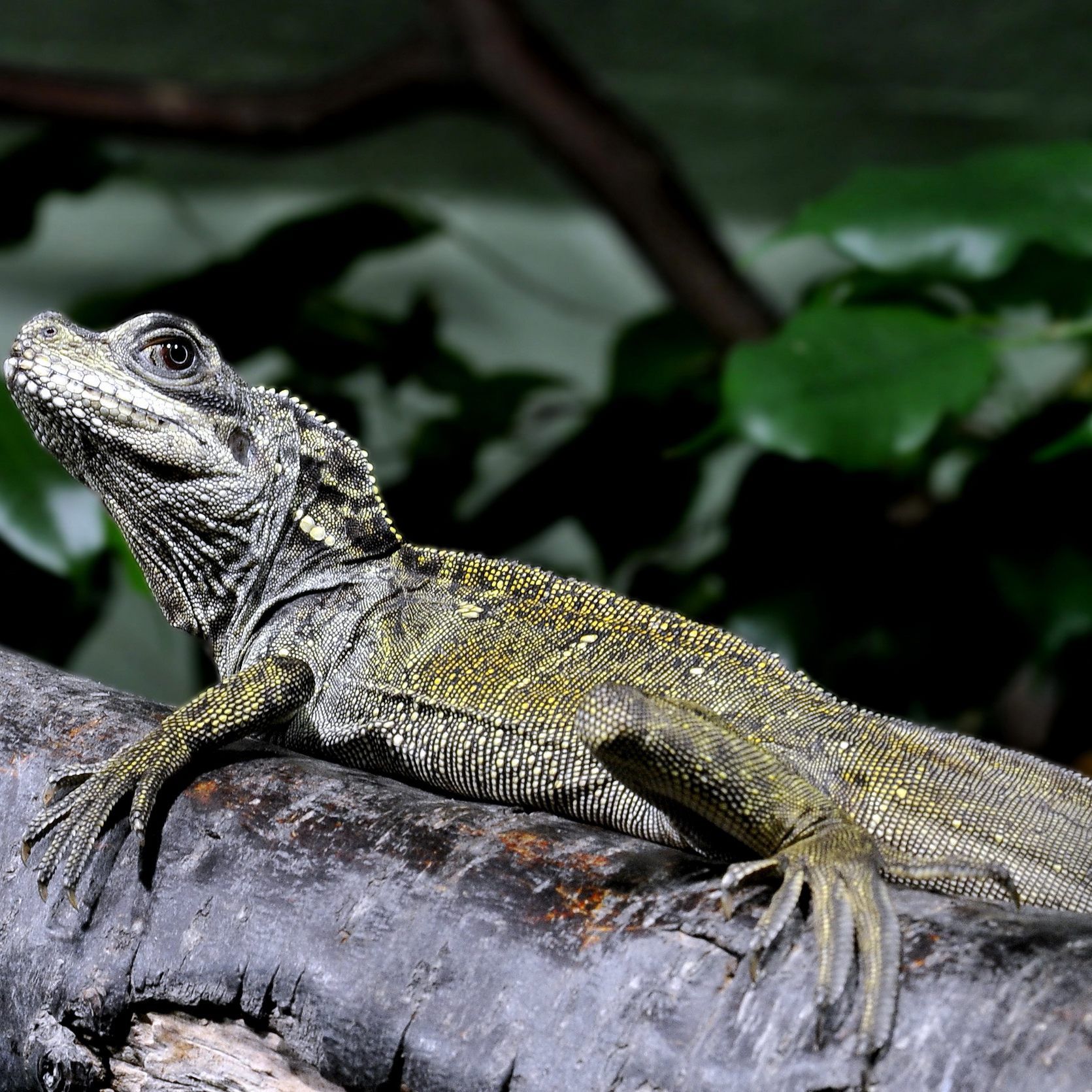 Segelechsen haben Einzug im Haus des Meeres gehalten