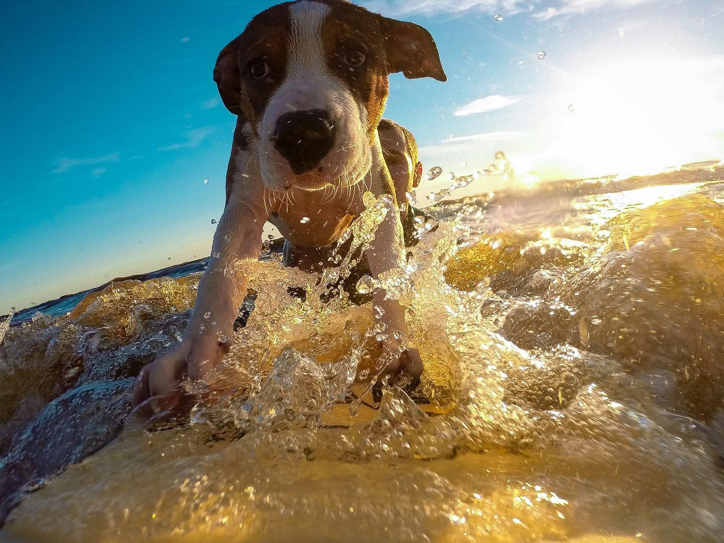In den USA werden die Vierbeiner zu Surftherapie-Hunden ausgebildet. In den USA werden die Vierbeiner zu Surftherapie-Hunden ausgebildet.
