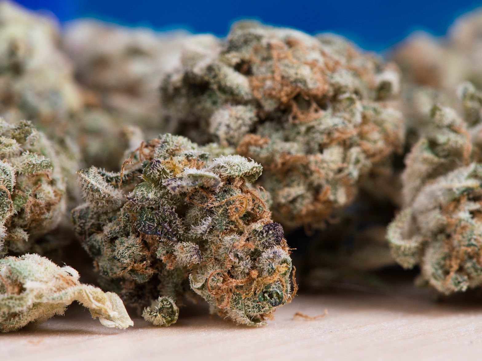 Cannabiskraut wird auf der Straße mit rund 10 Euro pro Gramm gehandelt.