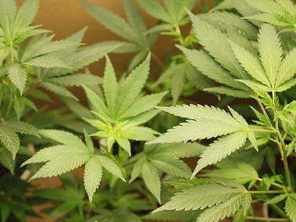 Nicht nur eine Hanfplantage entdeckten die Polizisten in der Wohnung in Ottakring Nicht nur eine Hanfplantage entdeckten die Polizisten in der Wohnung in Ottakring