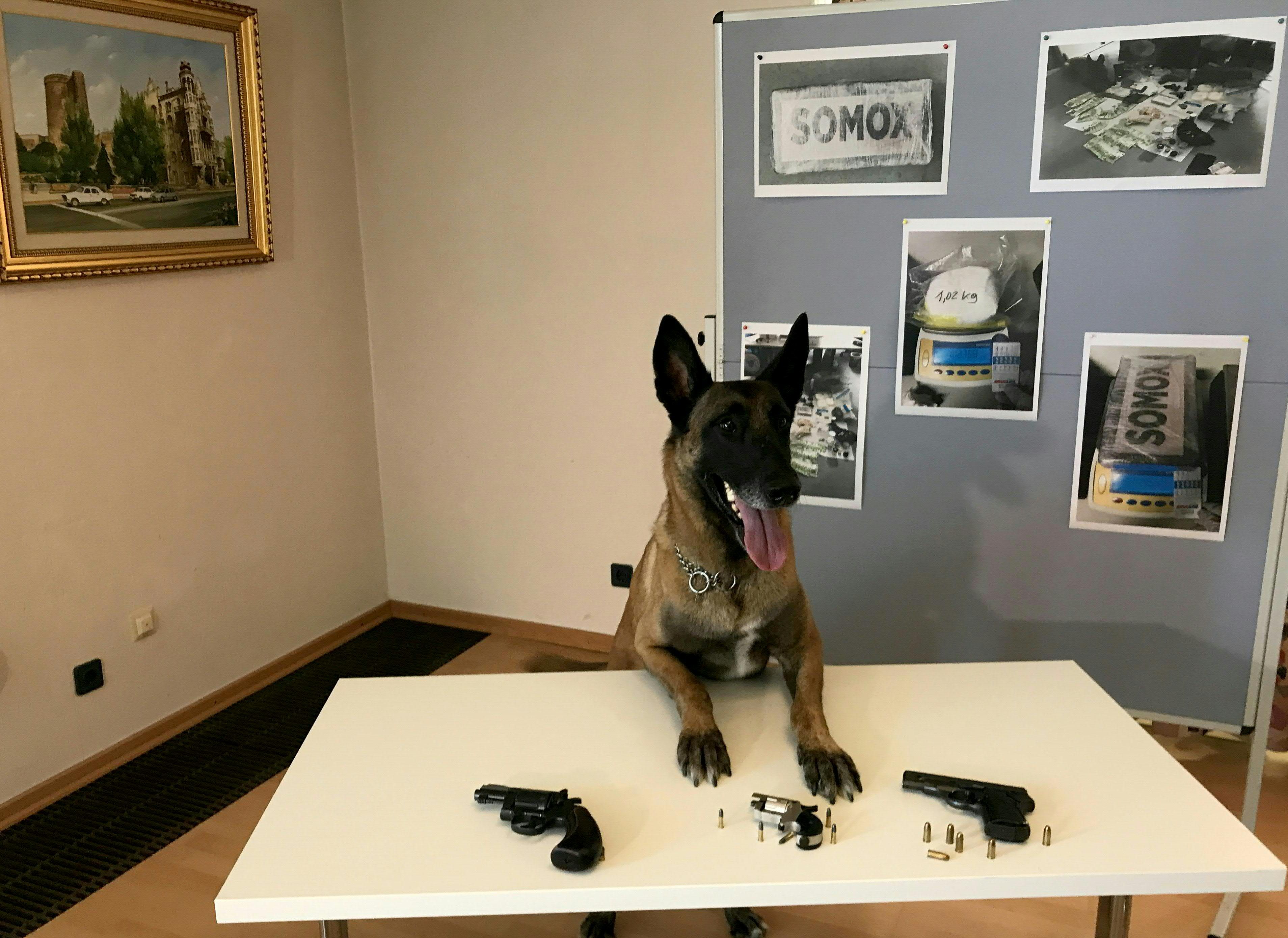 Who's a good "Boy"? Who's a good "Boy"?