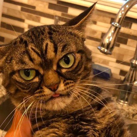 Kitzia - die neue "Grumpy Cat".