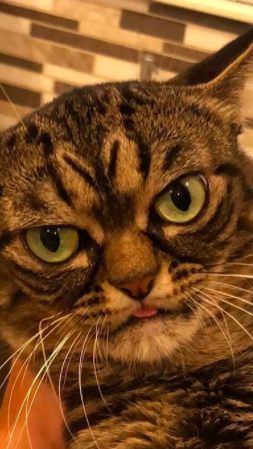 Kitzia - die neue "Grumpy Cat".