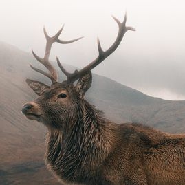 Ein majestätischer Hirsch.