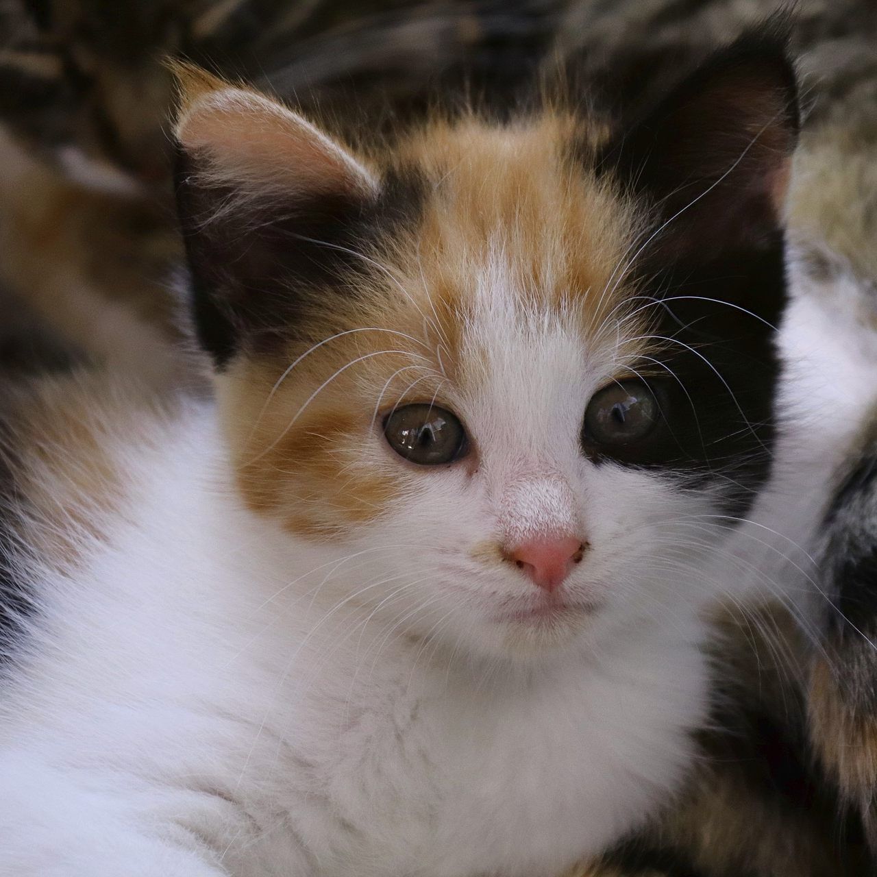 Der Frau wurden die Katzen abgenommen.