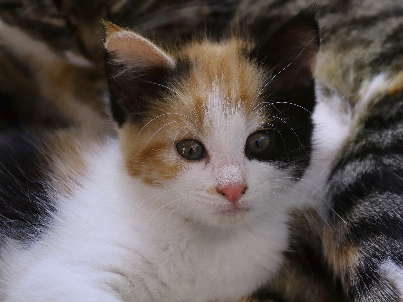 Der Frau wurden die Katzen abgenommen. Der Frau wurden die Katzen abgenommen.