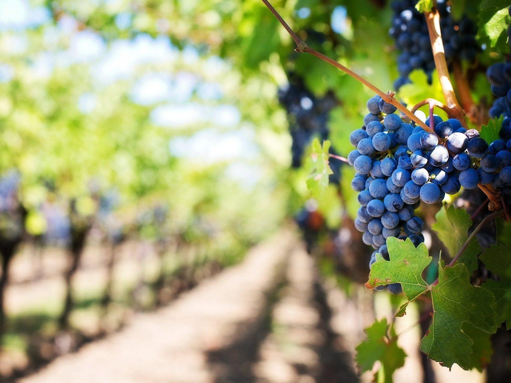 Der Corona-Jahrgang 2020 wird ein "klassischer österreichischer Wein".