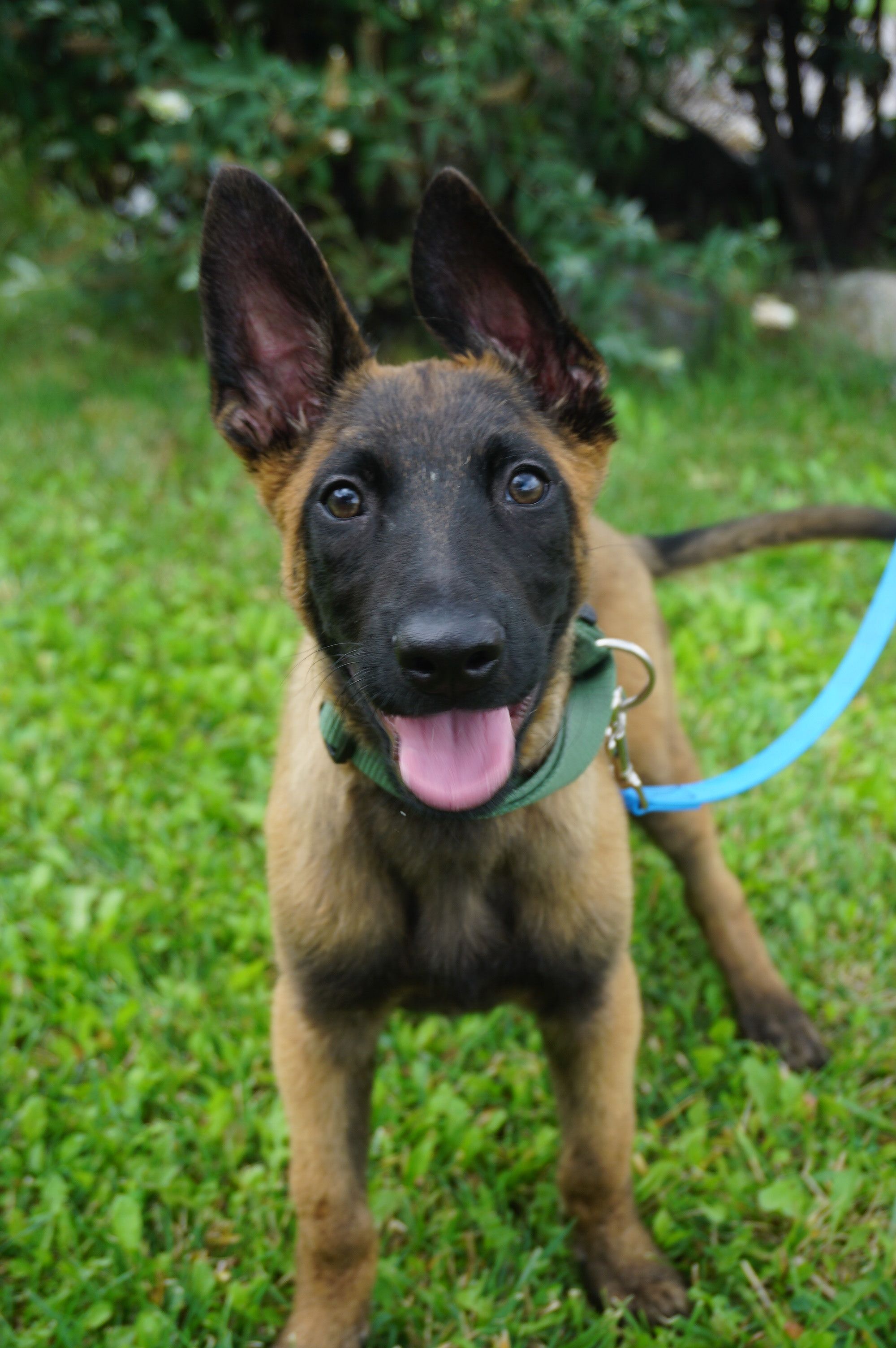 Wer kennt diesen Hund? Wer kennt diesen Hund?
