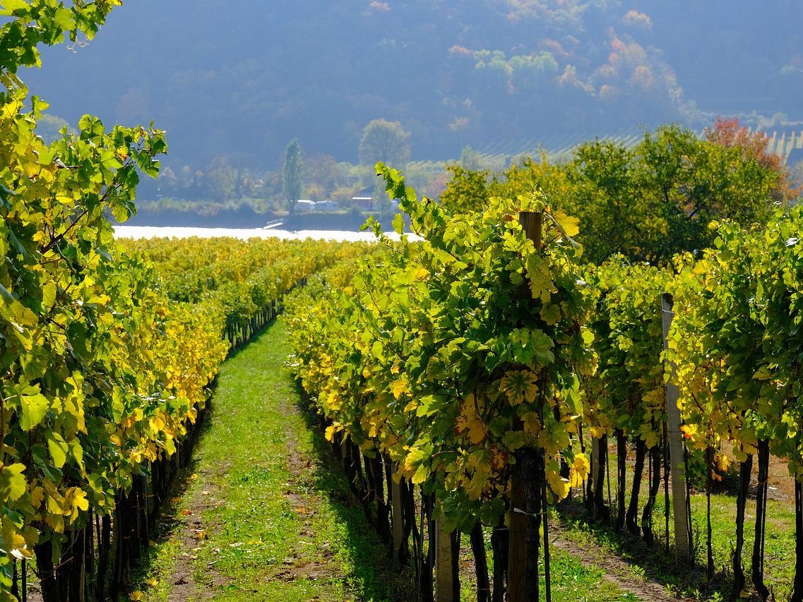 So werden die Wiener Weinwandertage 2020. So werden die Wiener Weinwandertage 2020.