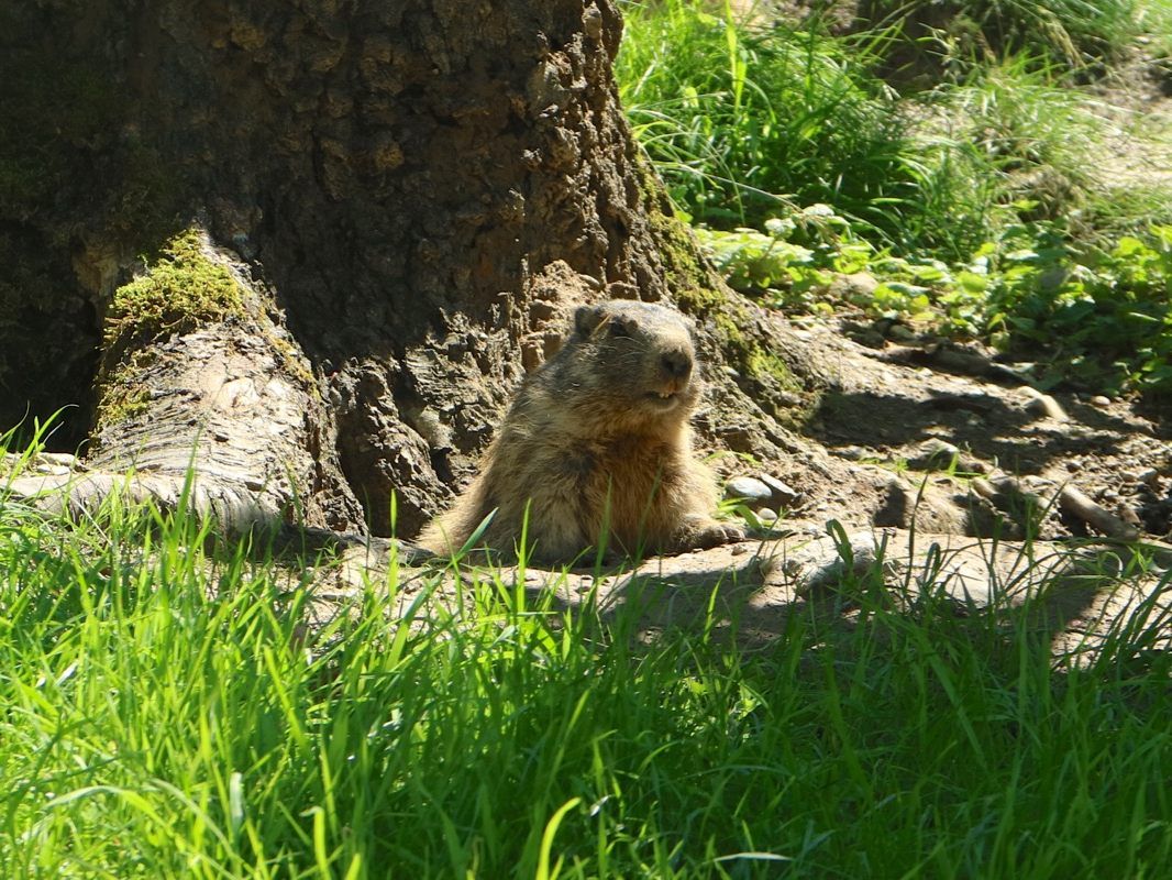 Neue Murmele im Wildpark