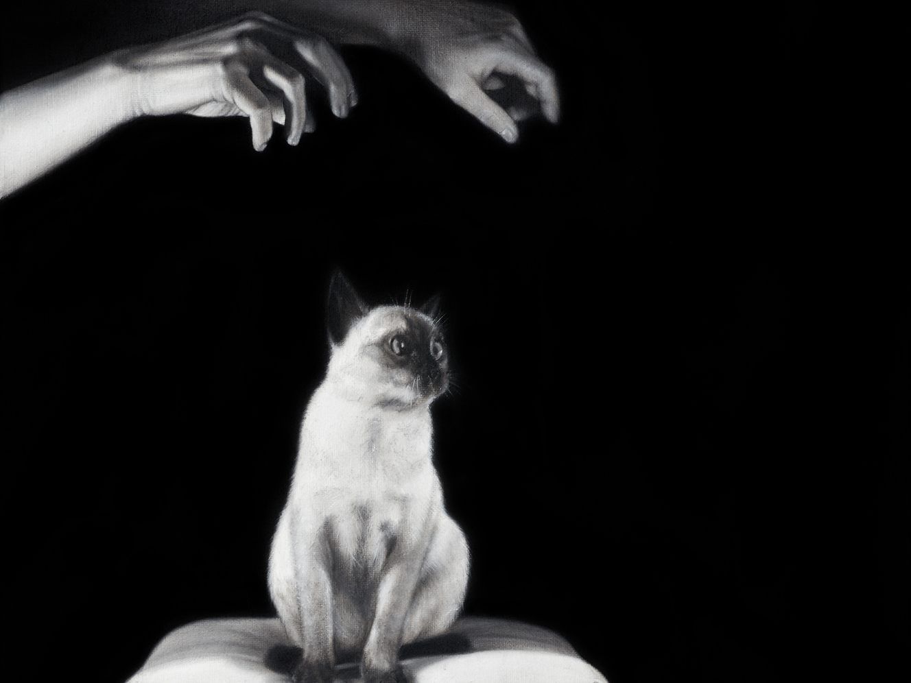 Mysterious Pair of Hands HYPNOTIZE a Siamese CAT