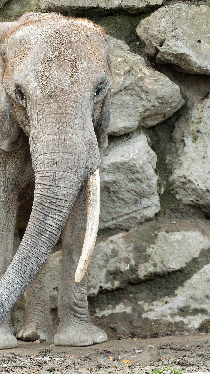 Die Elefanten-Kuh "Drumbo" übersiedelte nach Tschechien.
