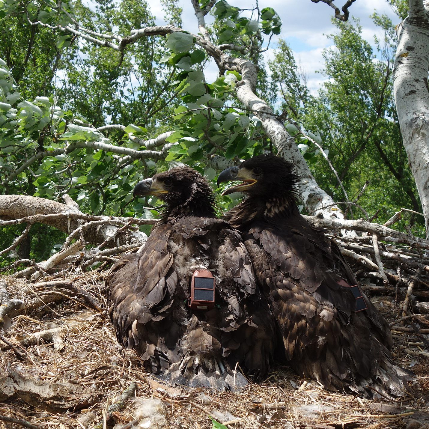 Die frisch besenderten Jungadler Darius und Davina vor ihrem "Ausflug" nach Europa