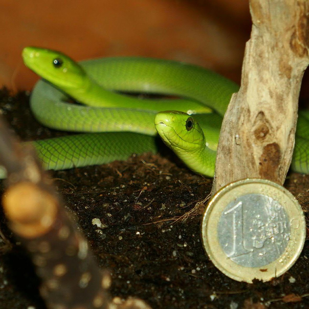 Im Haus des Meeres in Wien sind völlig natürlich grüne Mambas zur Welt gekommen.