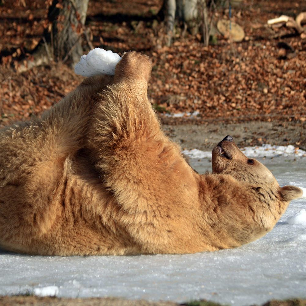 "Vinzenz" musste am Freitag eingeschläfert werden.