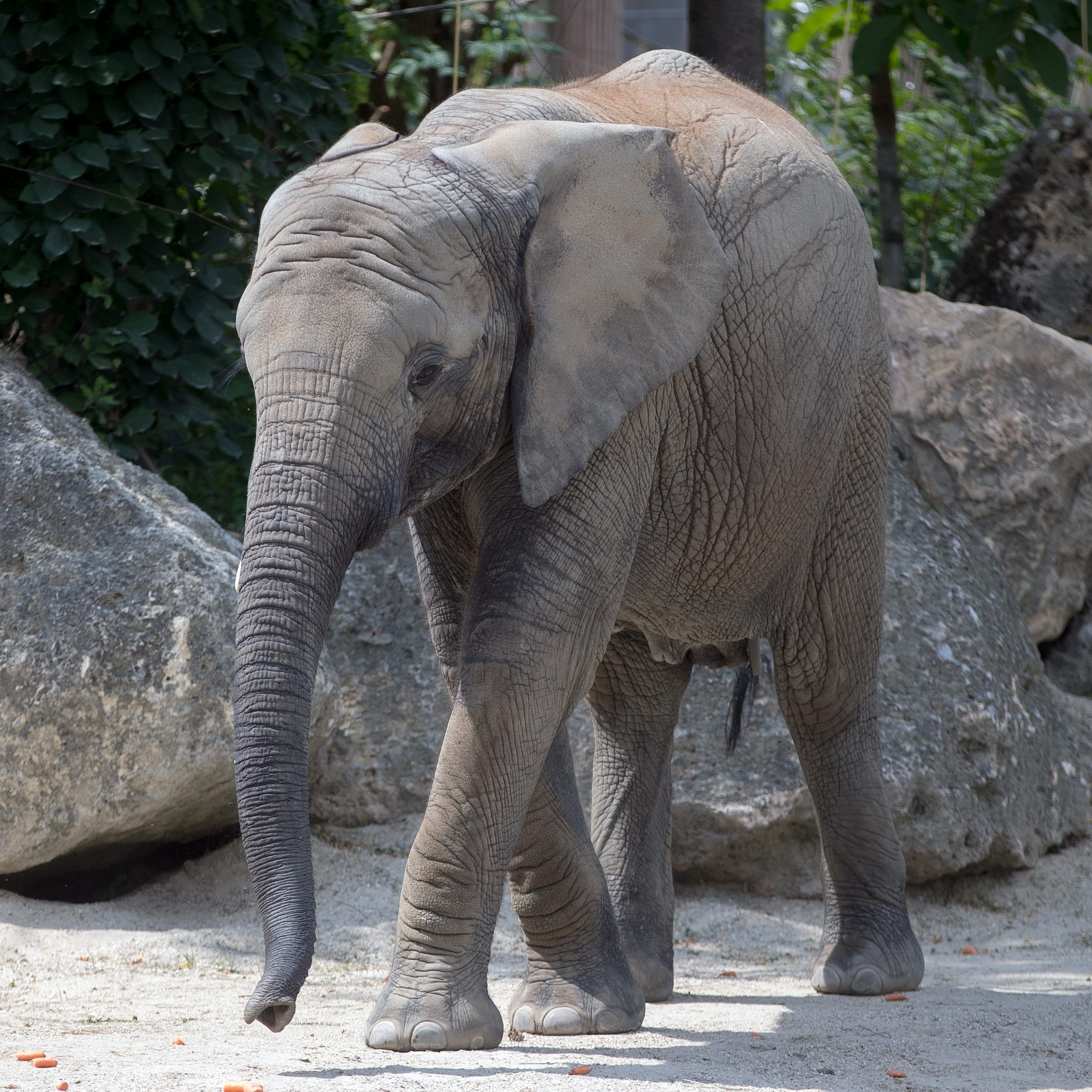 Für die Errichtung der neuen Elefantenanlage werden dem Tiergarten Schönbrunn mehrere Millionen zur Verfügung gestellt.