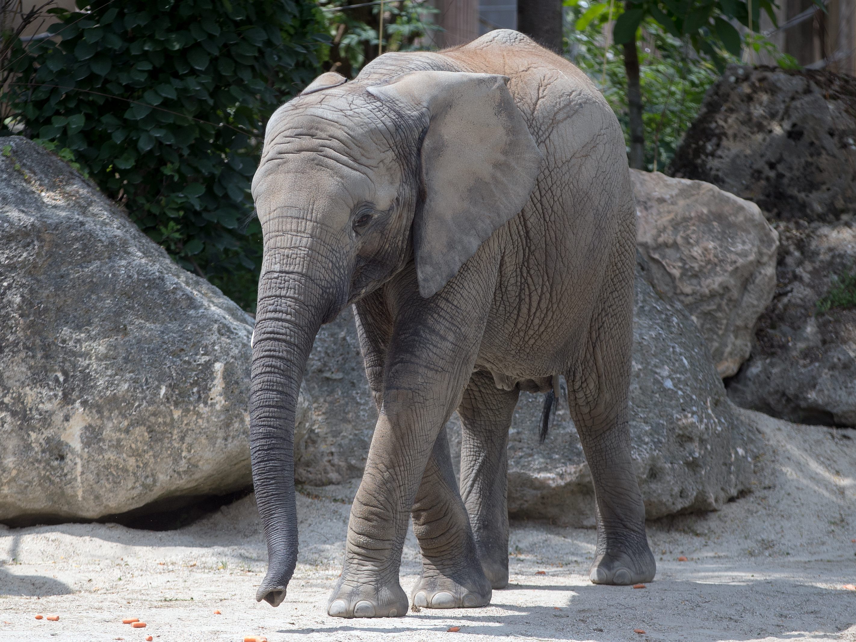 Für die Errichtung der neuen Elefantenanlage werden dem Tiergarten Schönbrunn mehrere Millionen zur Verfügung gestellt. Für die Errichtung der neuen Elefantenanlage werden dem Tiergarten Schönbrunn mehrere Millionen zur Verfügung gestellt.