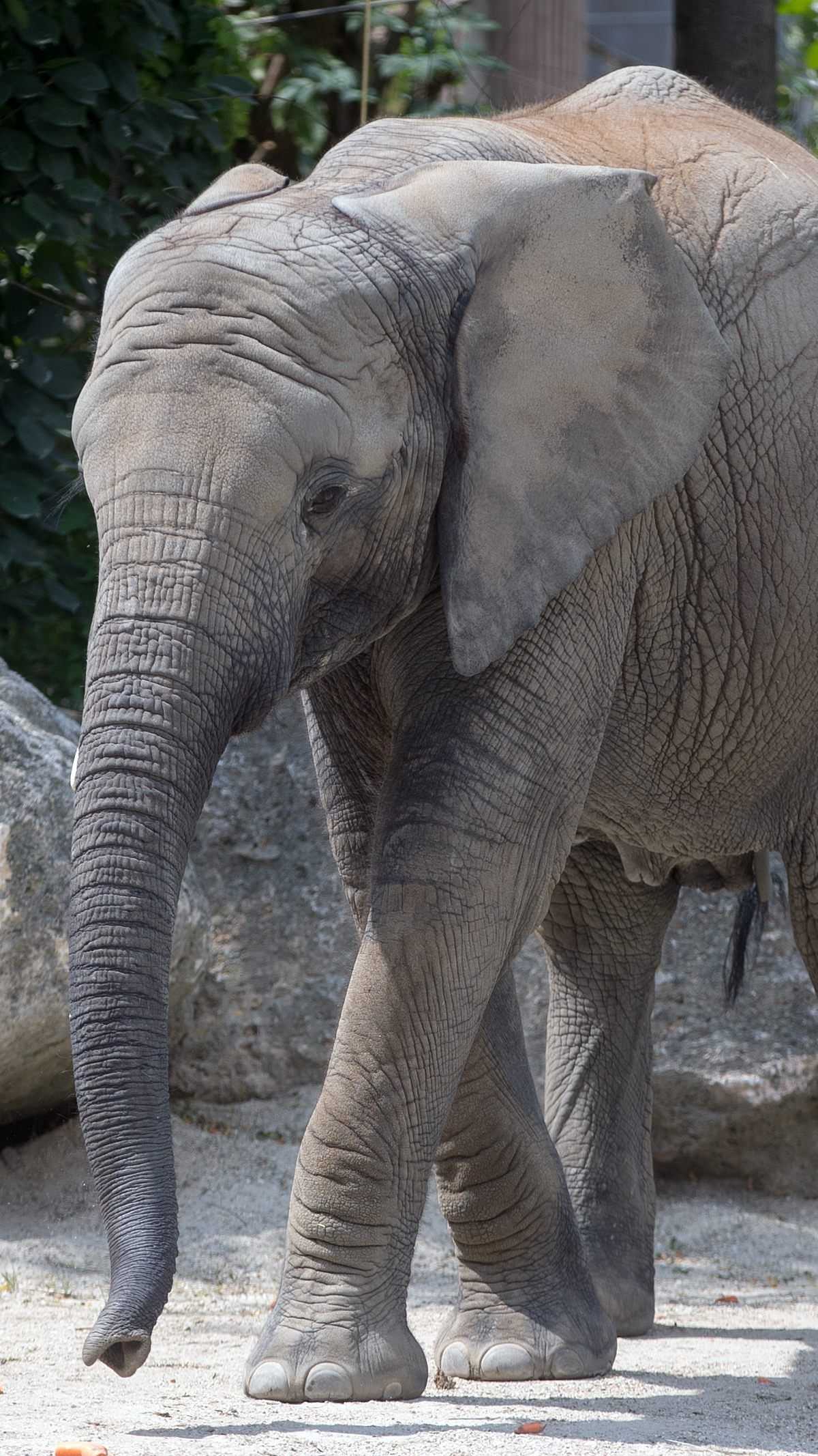 Für die Errichtung der neuen Elefantenanlage werden dem Tiergarten Schönbrunn mehrere Millionen zur Verfügung gestellt.