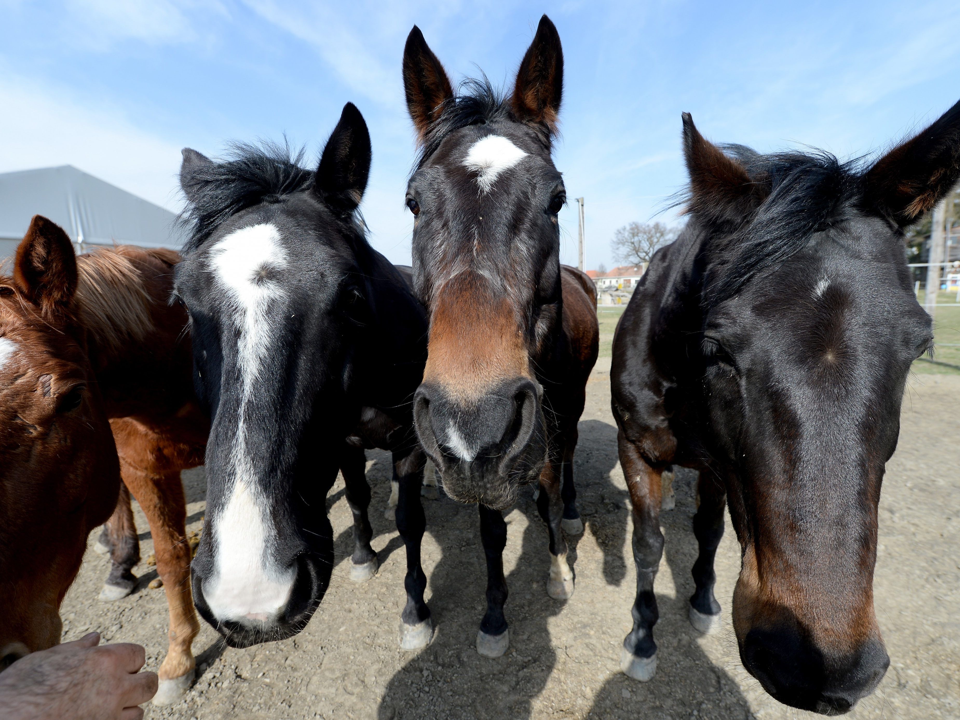 Wiener Landesgericht holte Schwindler zurück auf Boden der Realität