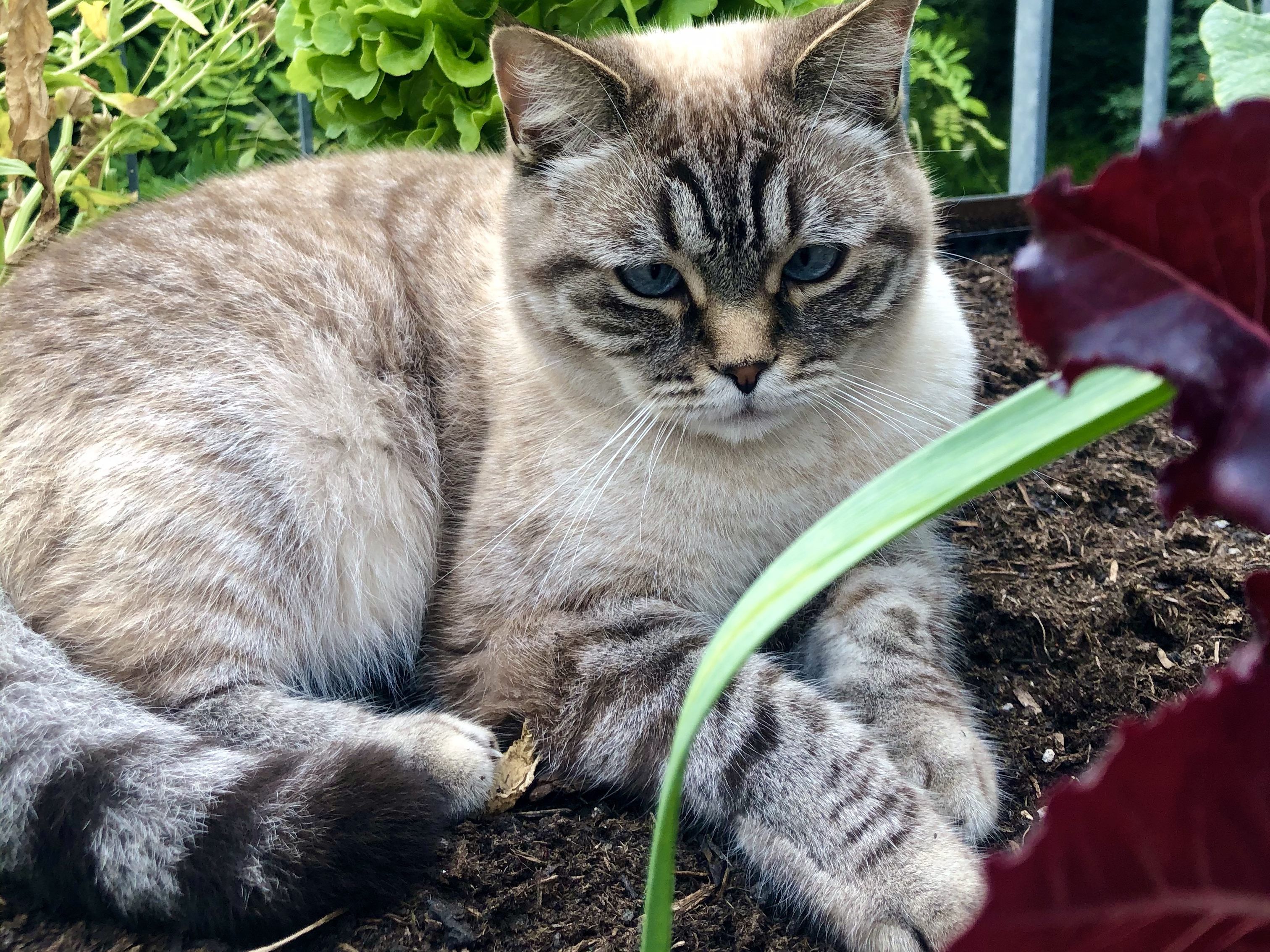 Chia