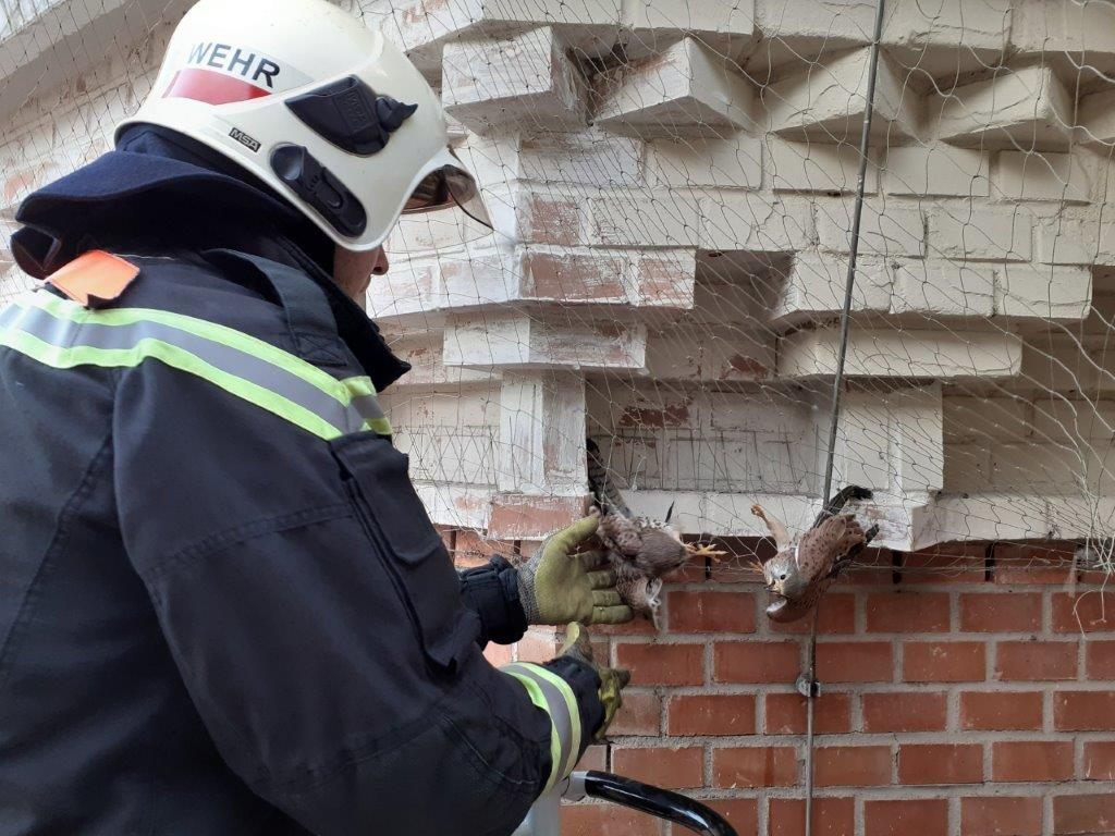 Die beiden Turmfalken konnten unverletzt gerettet werden.