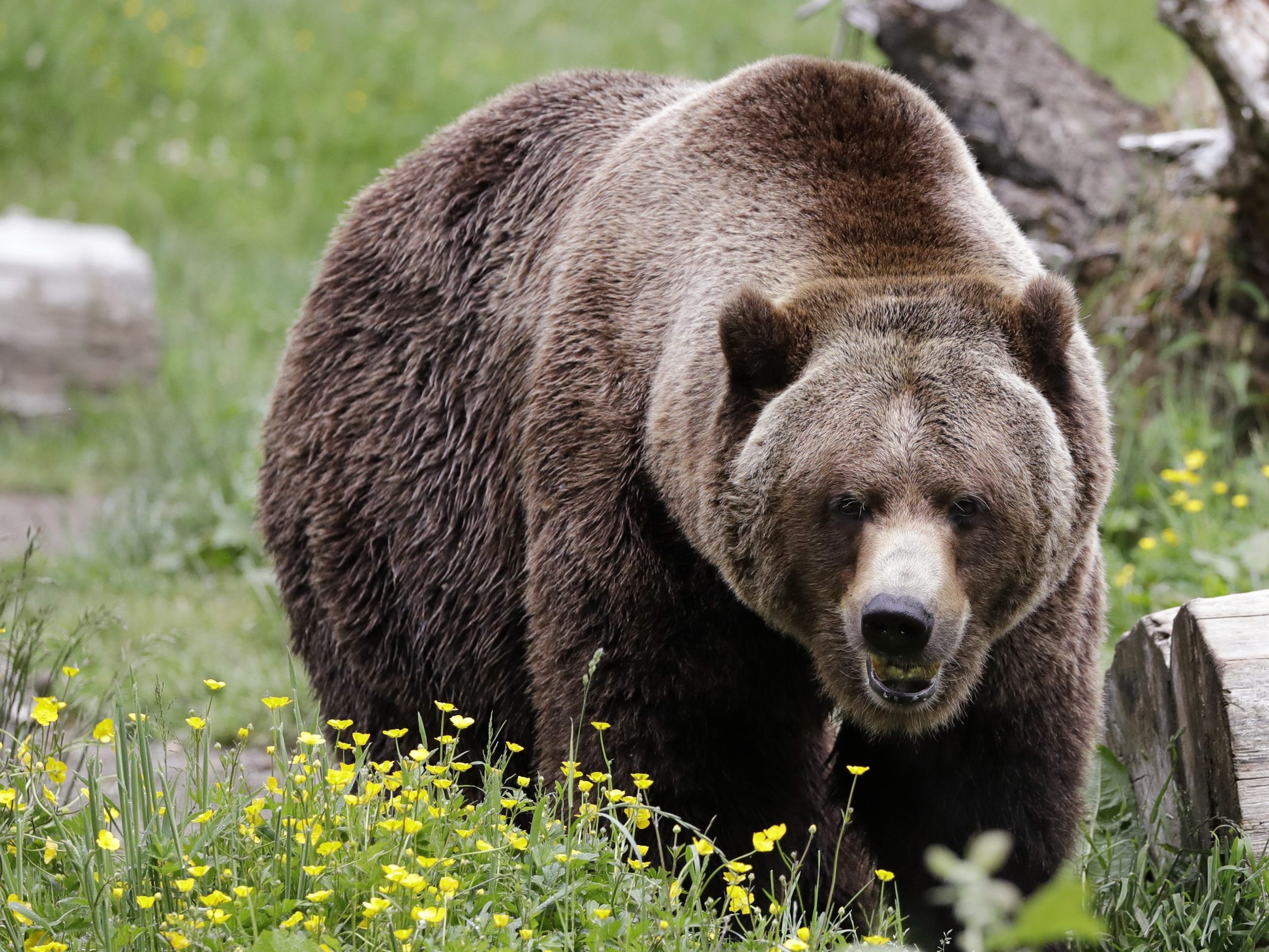 Nordamerikanische Grizzlybären können über 600 Kilogramm schwer werden. Nordamerikanische Grizzlybären können über 600 Kilogramm schwer werden.