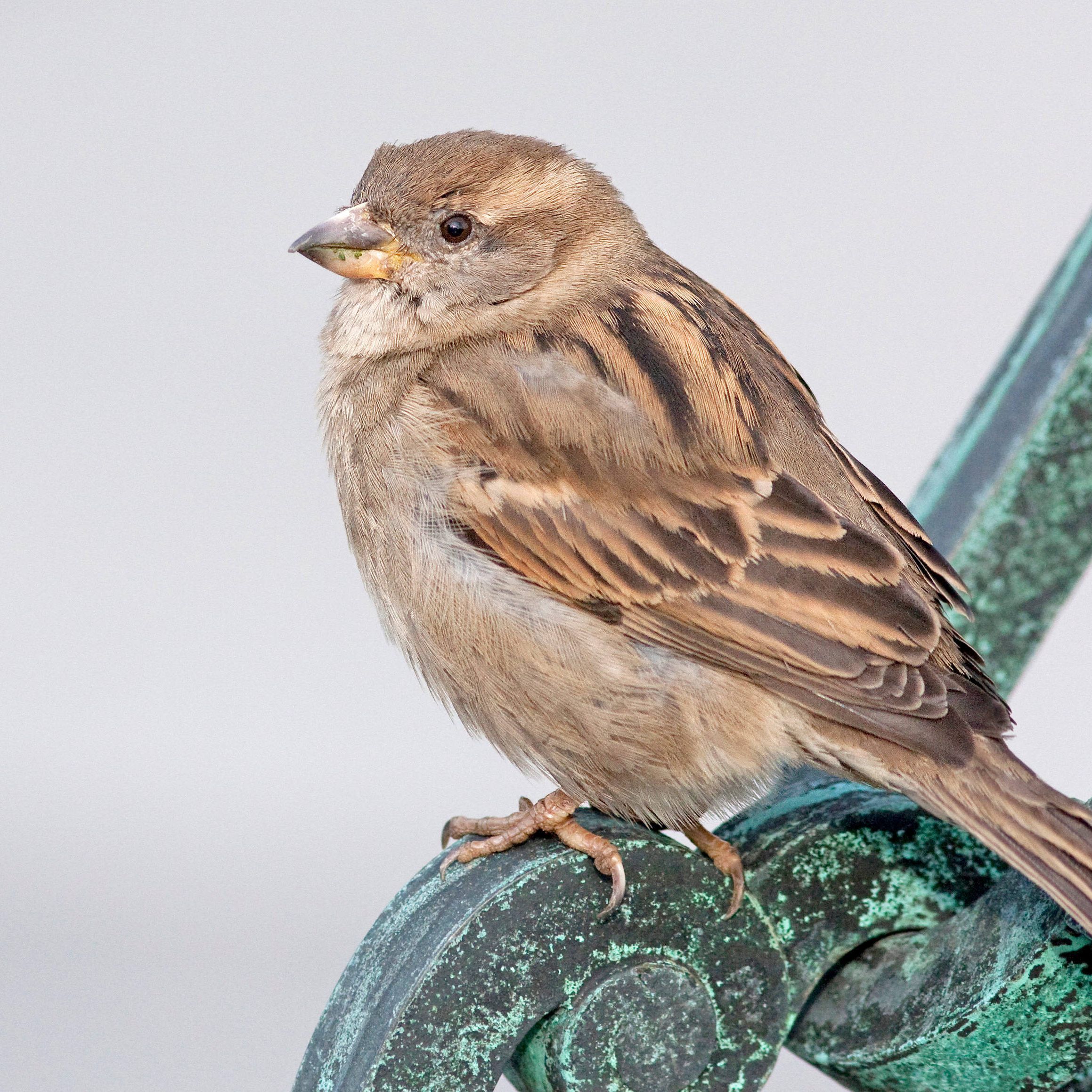 Zur Unterscheidung bei der Vogel-Zählung: So sieht ein Haussperling-Weibchen