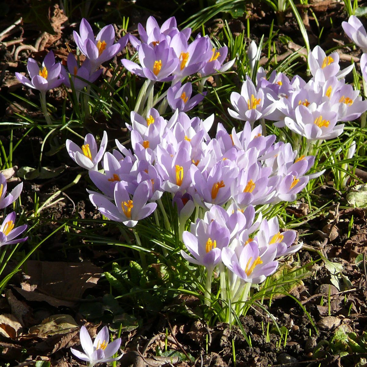 Grundstein für einen blühenden Frühling.
