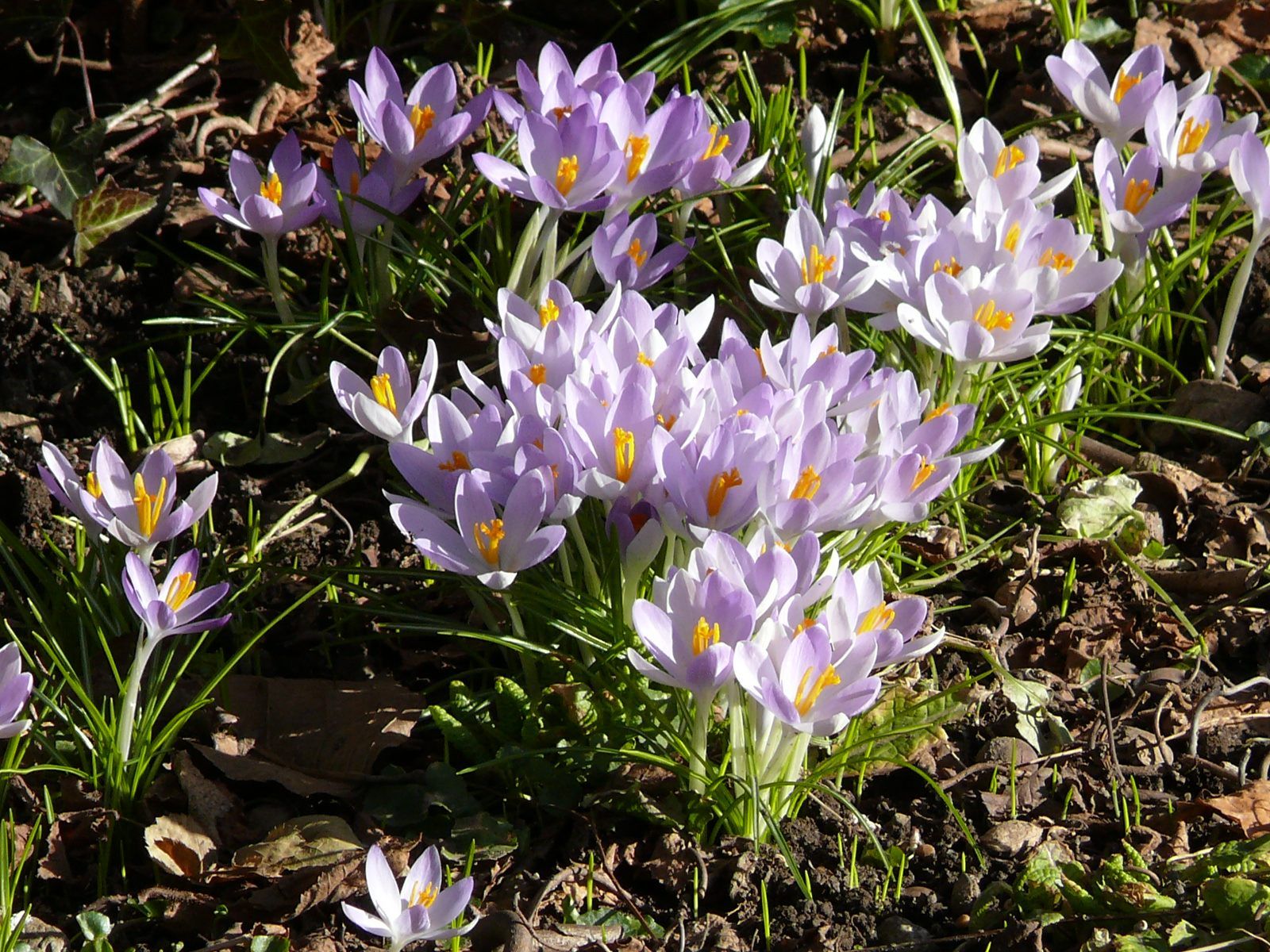 Grundstein für einen blühenden Frühling.