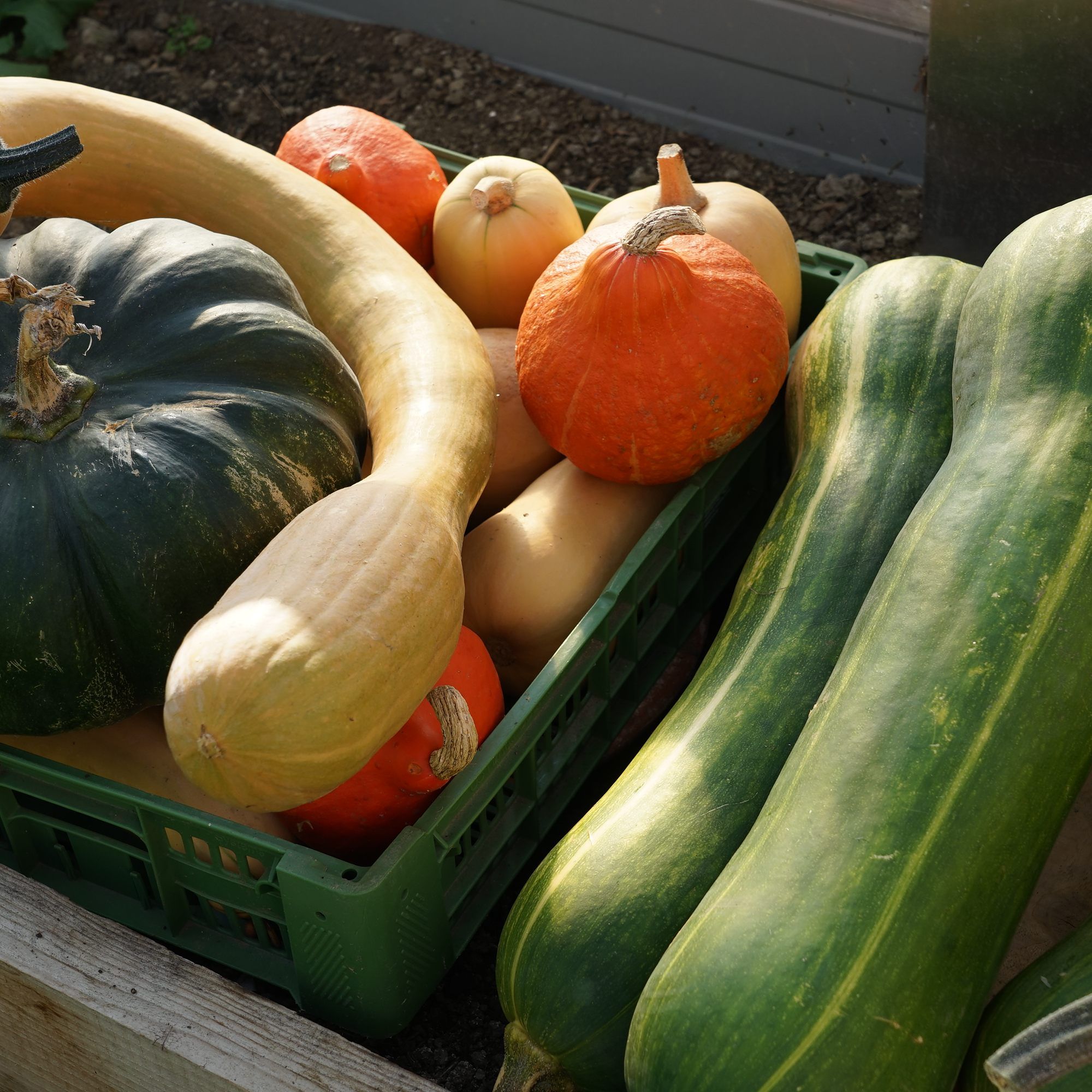 Das Gartenjahr war erfreulich. Die Ernte auch. Doch wie geht es weiter?