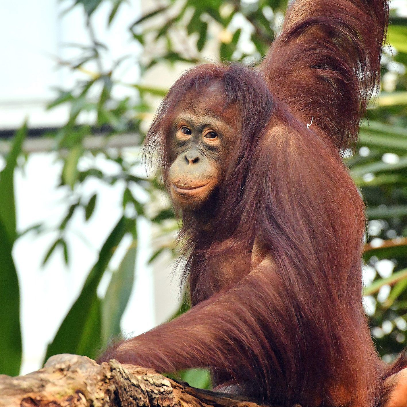 Neu im Tiergarten Schönbrunn, hier noch im Zoo in Rostock: Orang-Utan-Weibchen "Surya"