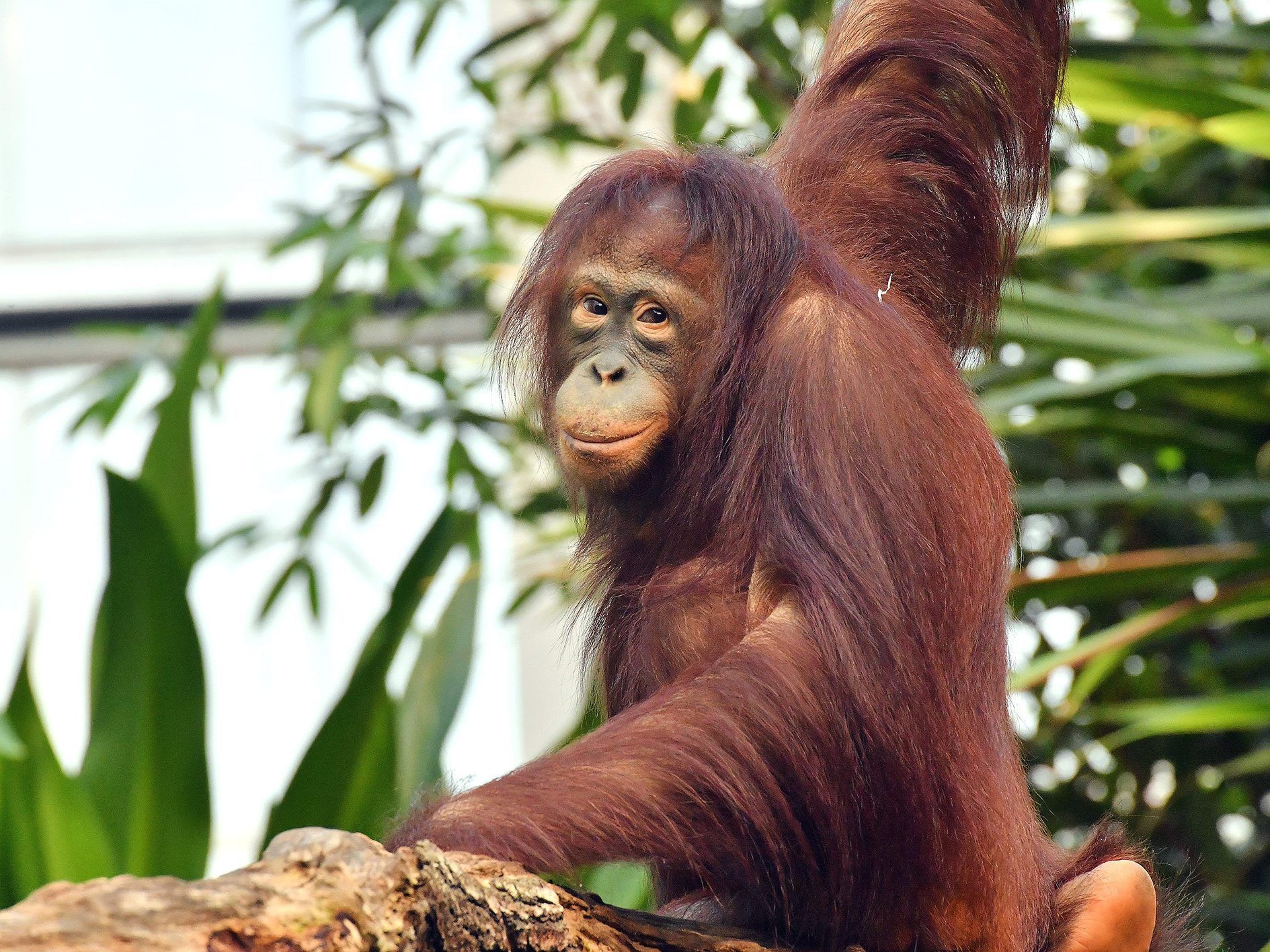 Neu im Tiergarten Schönbrunn, hier noch im Zoo in Rostock: Orang-Utan-Weibchen "Surya" Neu im Tiergarten Schönbrunn, hier noch im Zoo in Rostock: Orang-Utan-Weibchen "Surya"