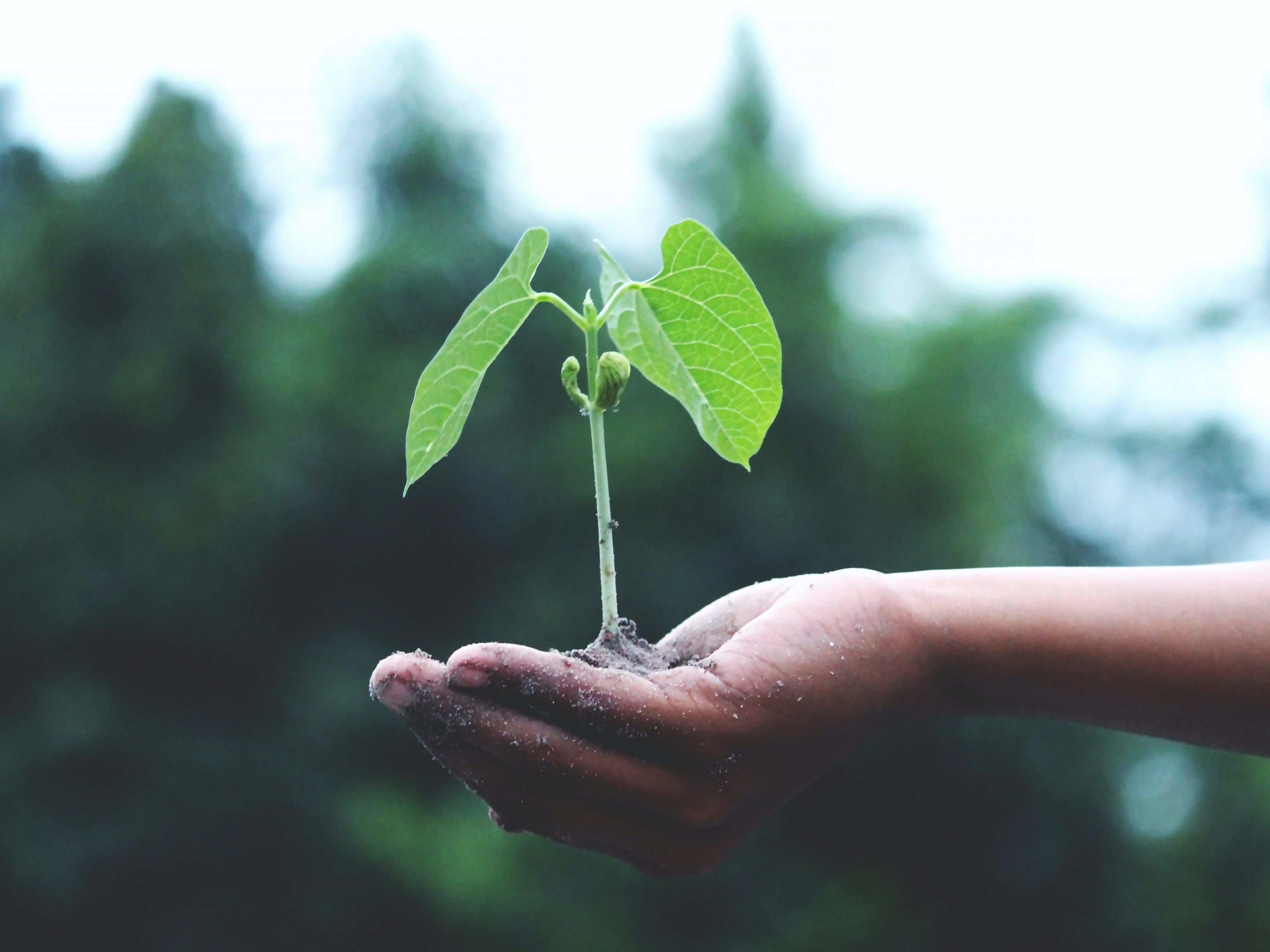 Mit dem Geld werden Klimaprojekte auf der ganzen Welt unterstützt.