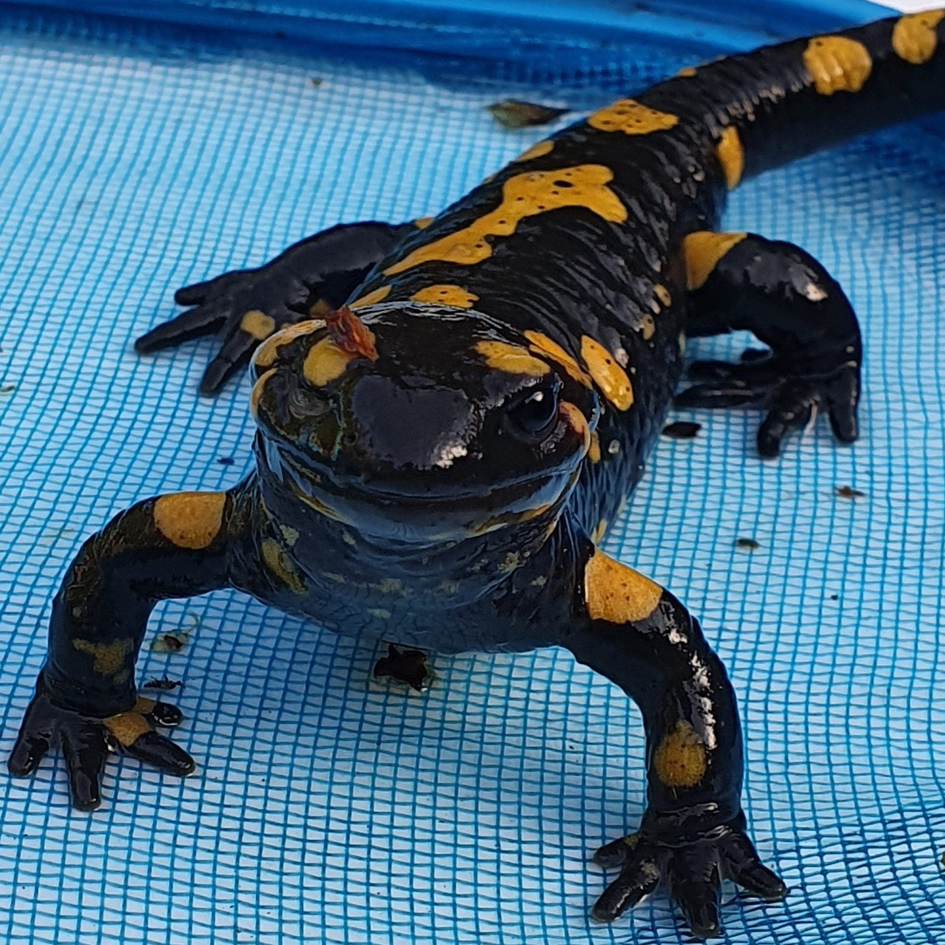 Der aus dem Pool gerettete Feuersalamander