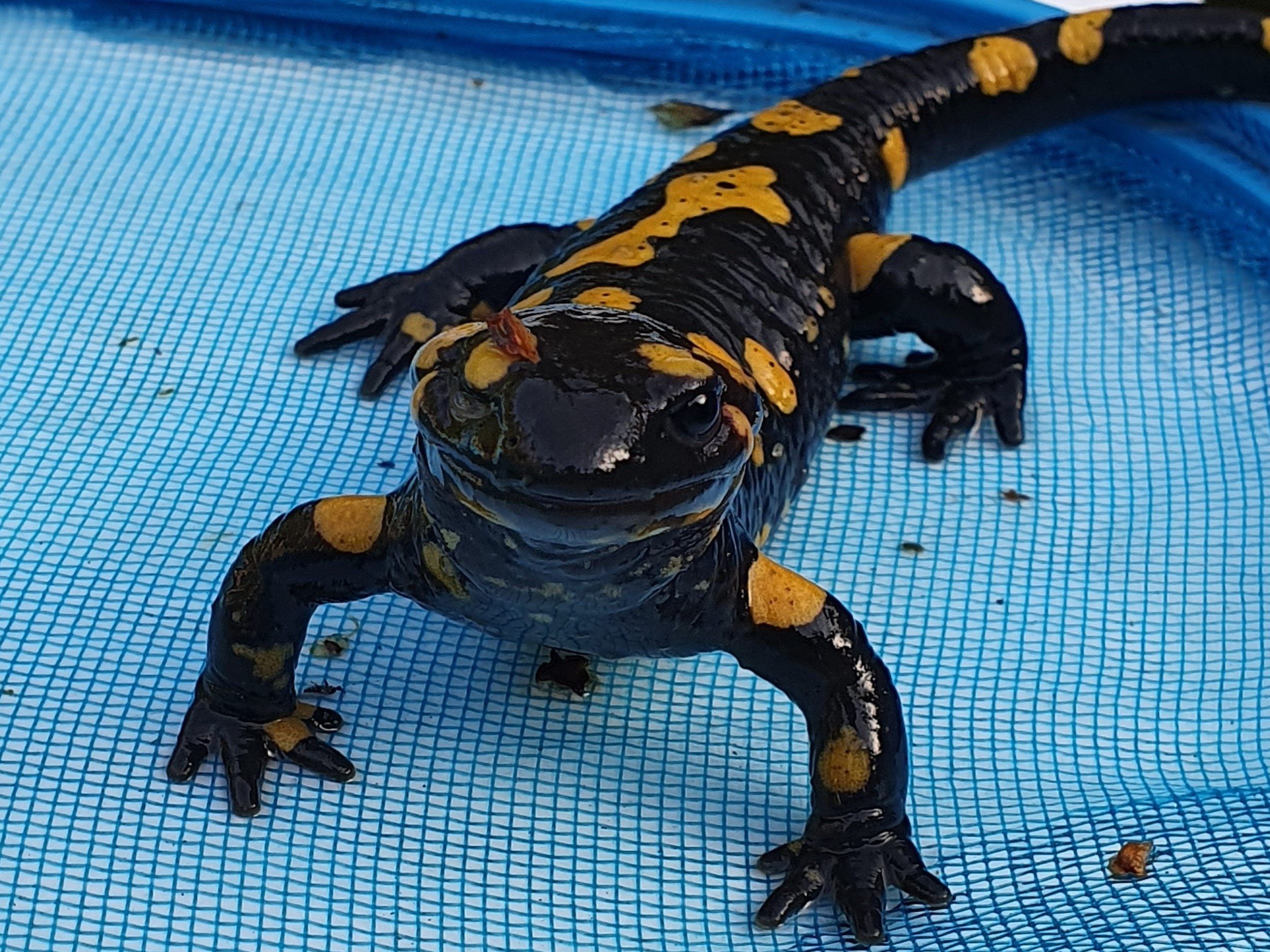 Der aus dem Pool gerettete Feuersalamander