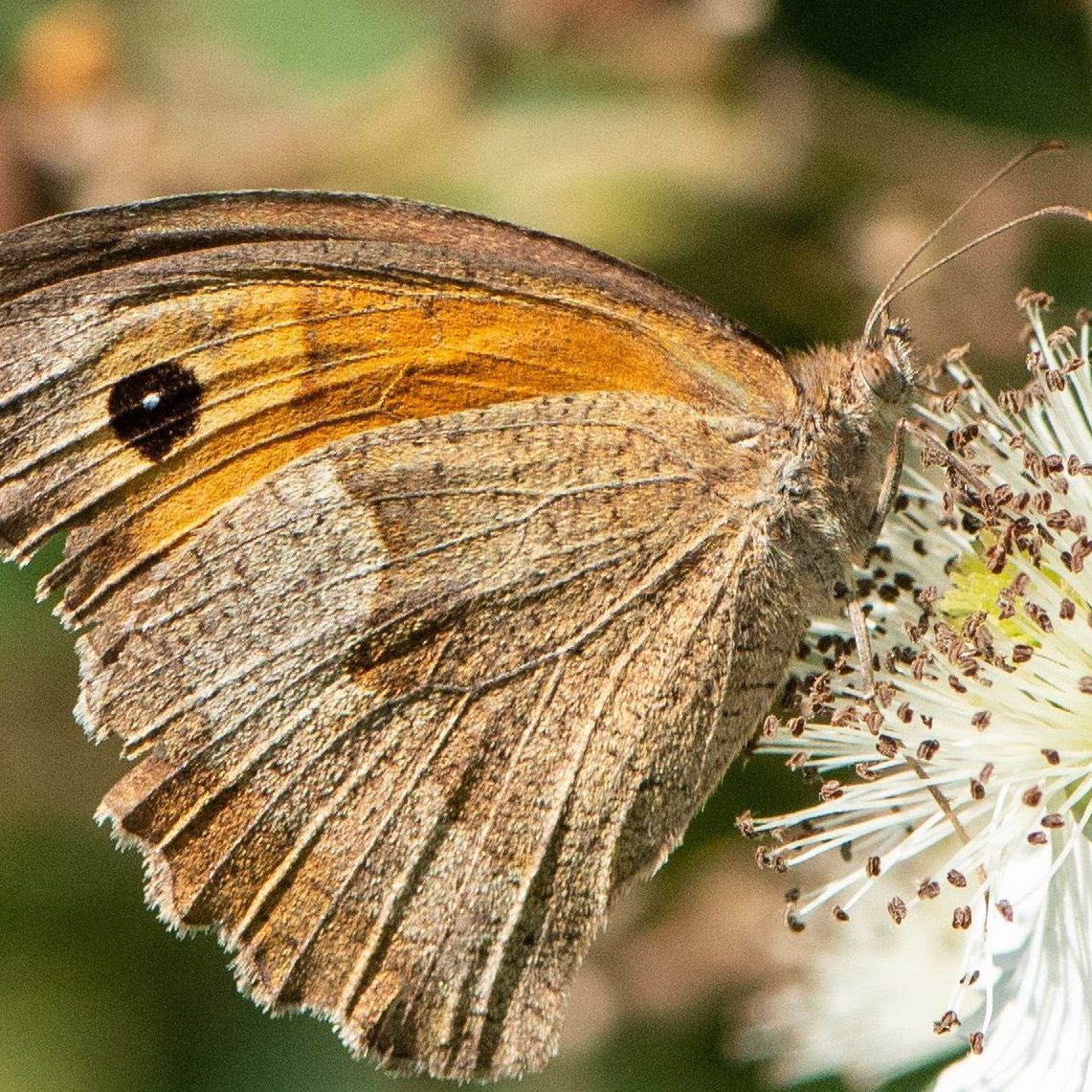 Großes Ochsenauge: Im Sommer 2020 häufigster Schmetterling Österreichs