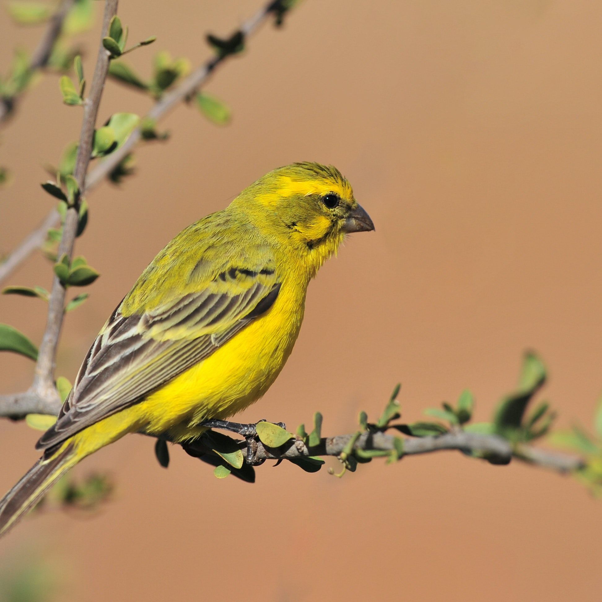Der Girlitz ist eine kleine Fink-Art und hat ums Überleben zu kämpfen