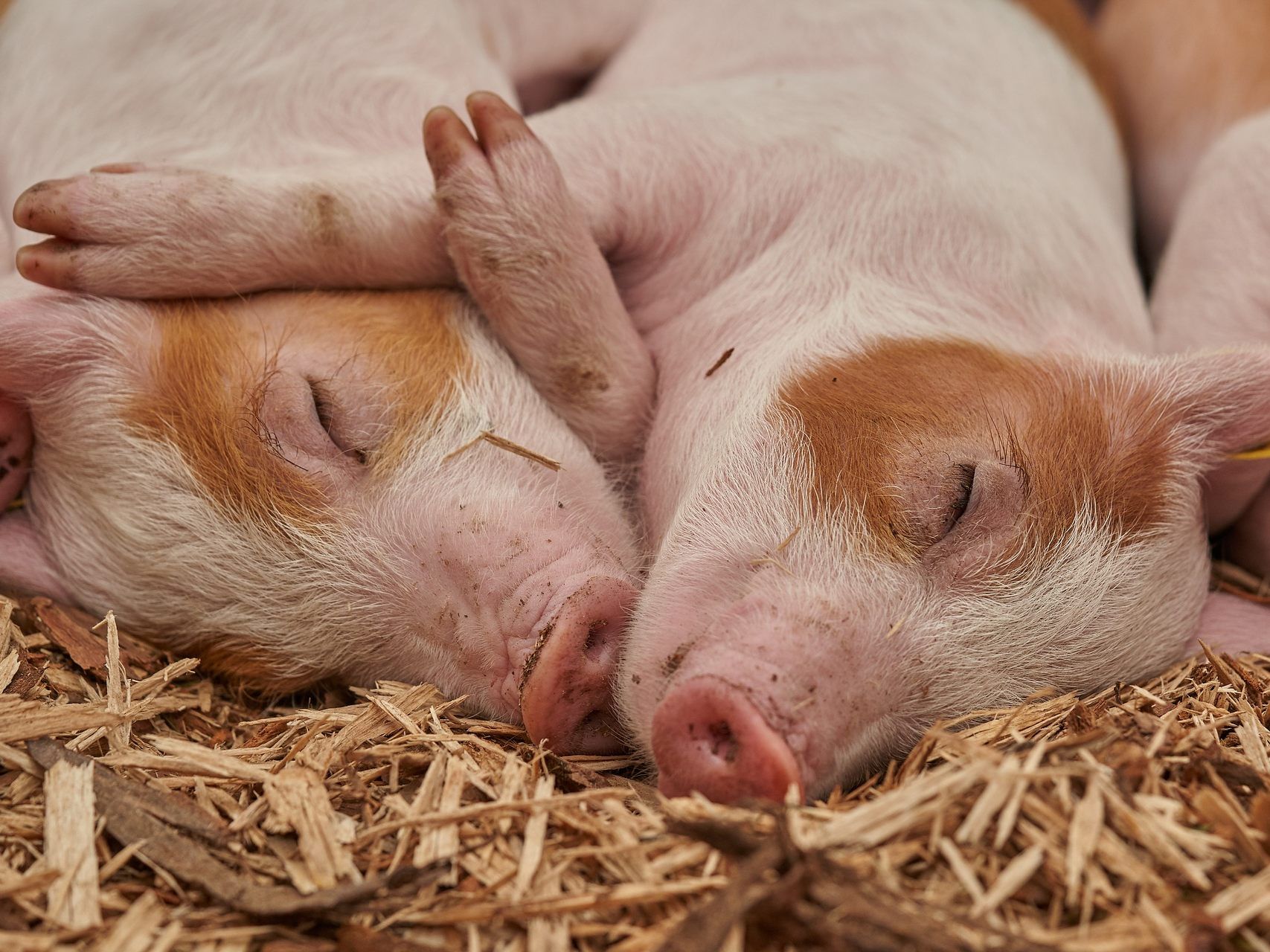 Tiergerechtere Ställe sollen ab 2021 mit 120 Millionen Euro gefördert werden. Tiergerechtere Ställe sollen ab 2021 mit 120 Millionen Euro gefördert werden.