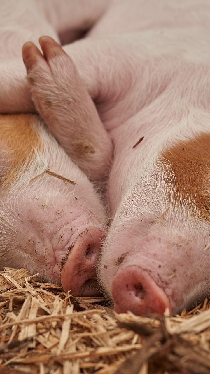 Tiergerechtere Ställe sollen ab 2021 mit 120 Millionen Euro gefördert werden.