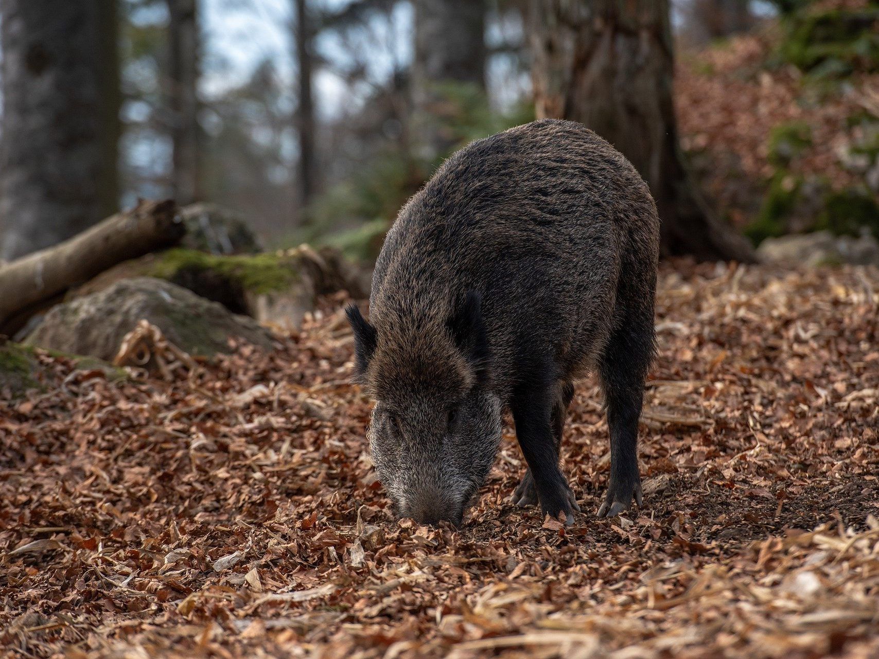 Mit Schüssen wollte sich ein Mann vor angeblich herannahenden Wildscheinen schützen