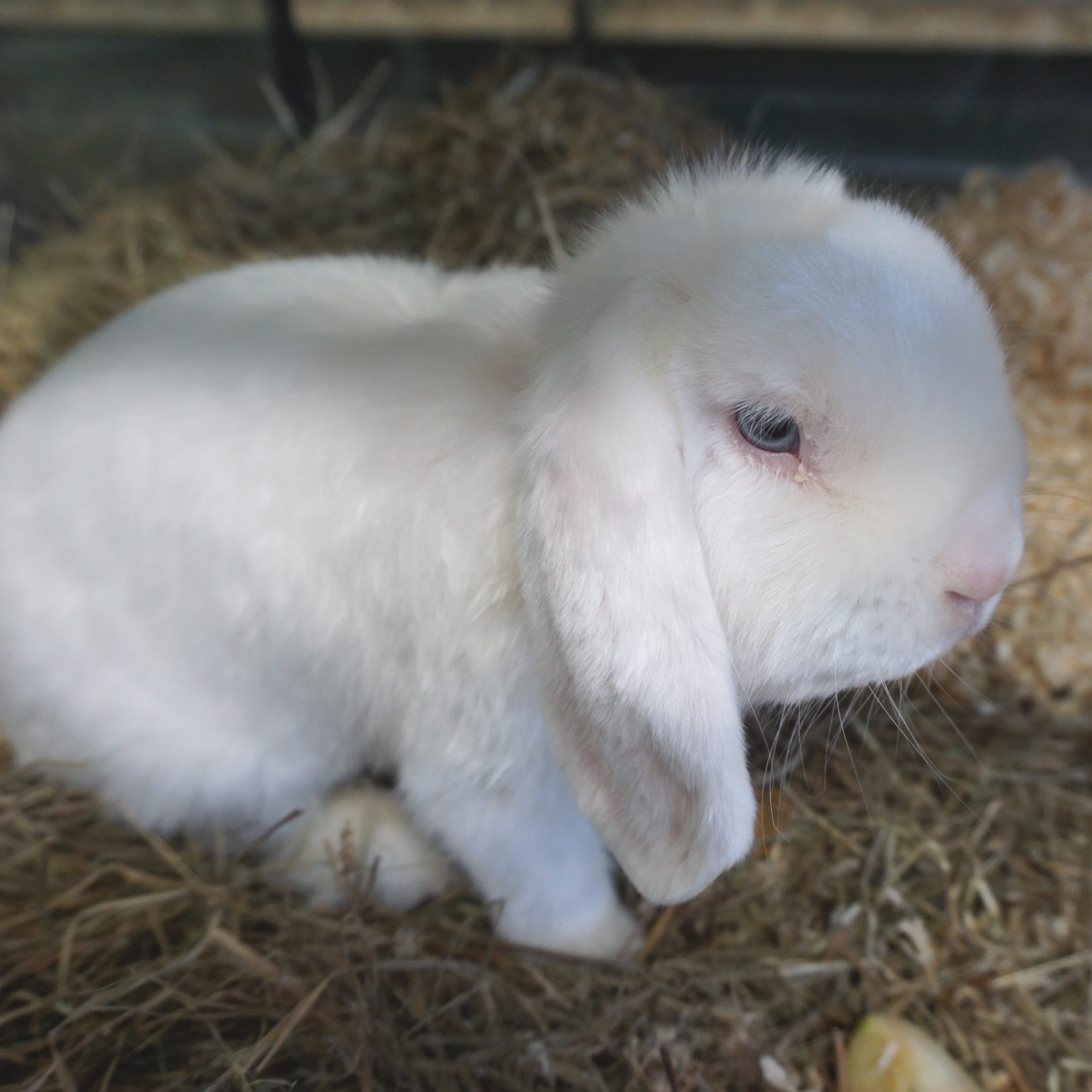 Eines der in einem Wiener Park ausgesetzten Kaninchen