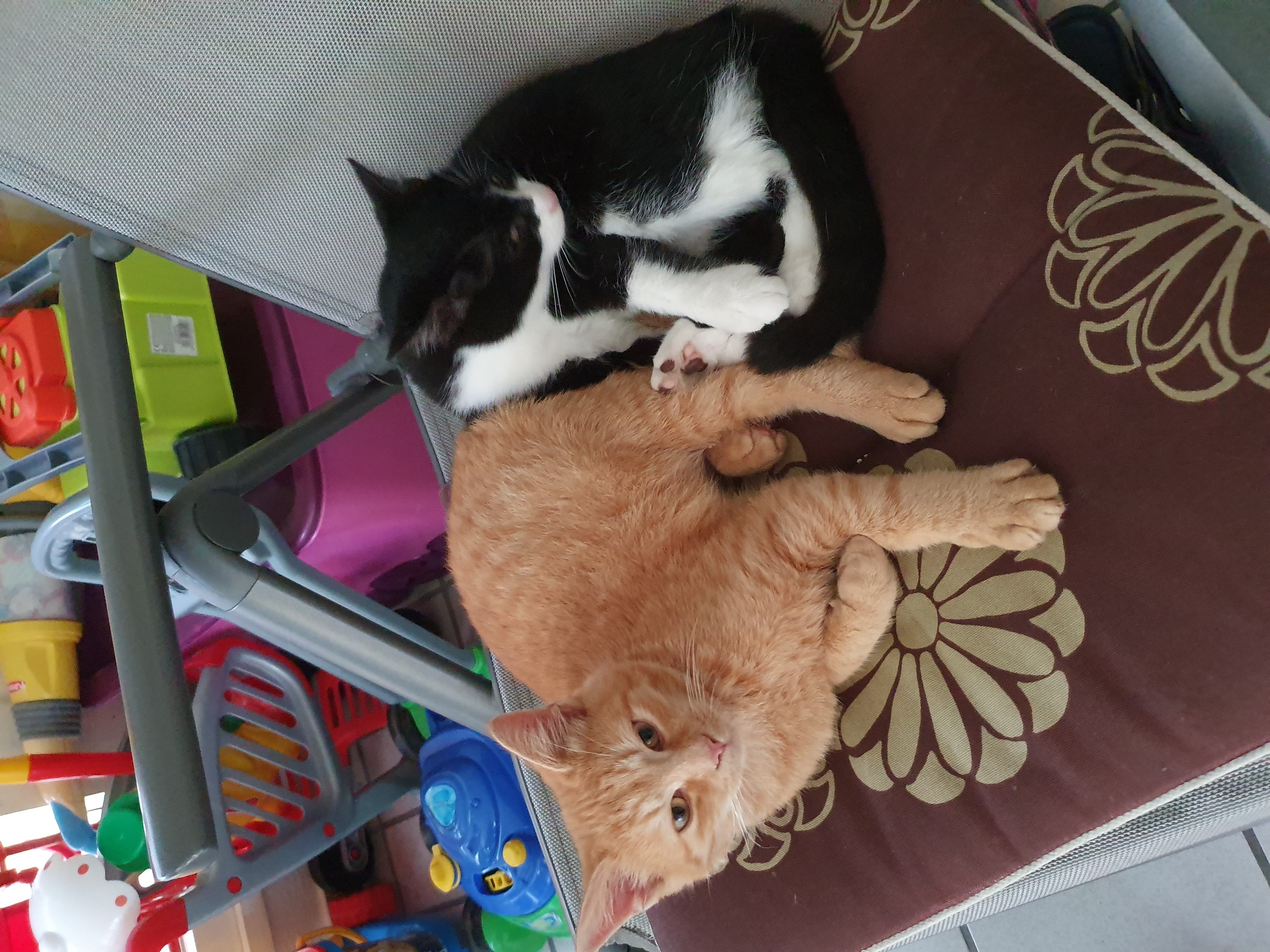 Kater