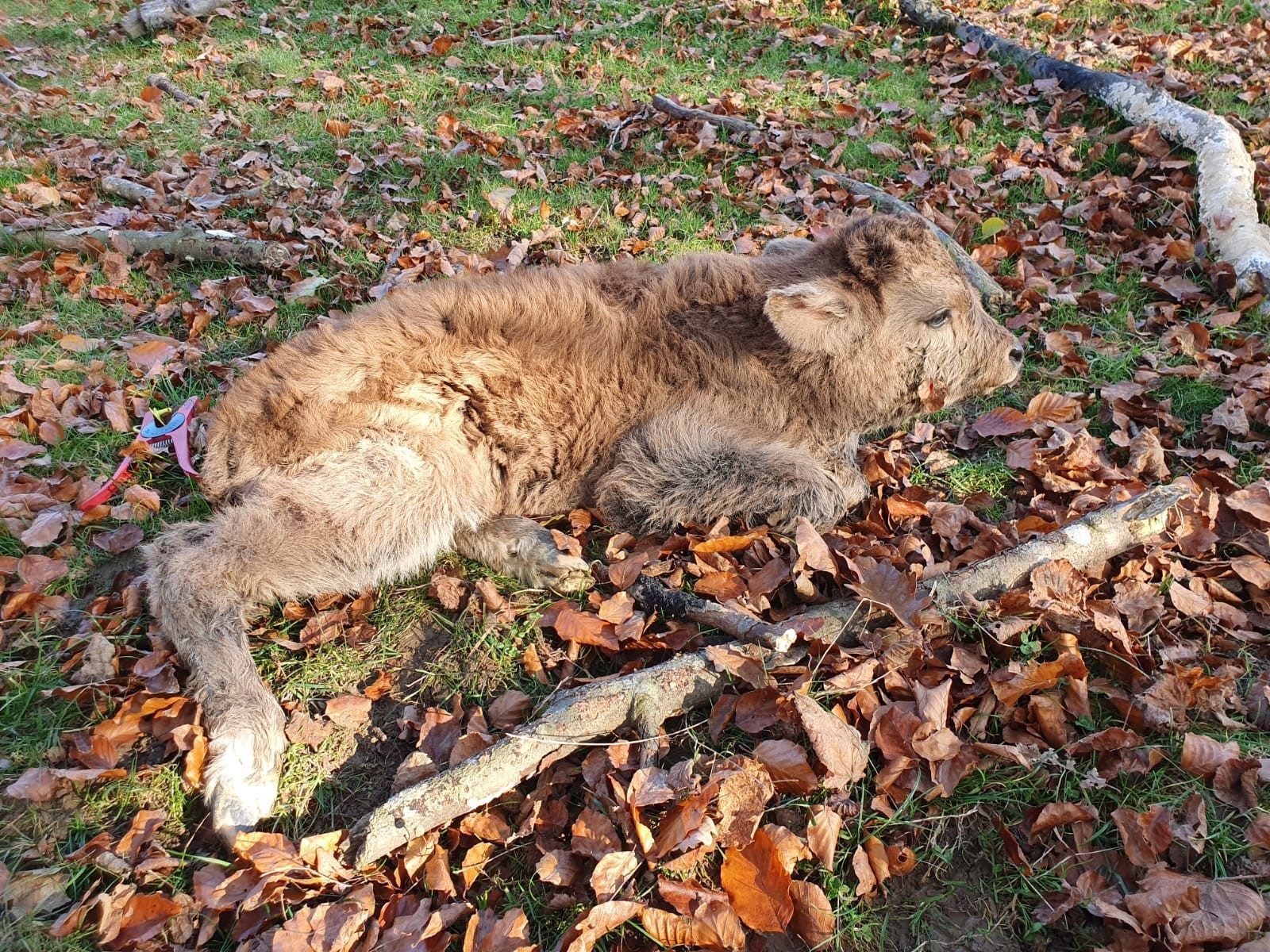 Auerkalb