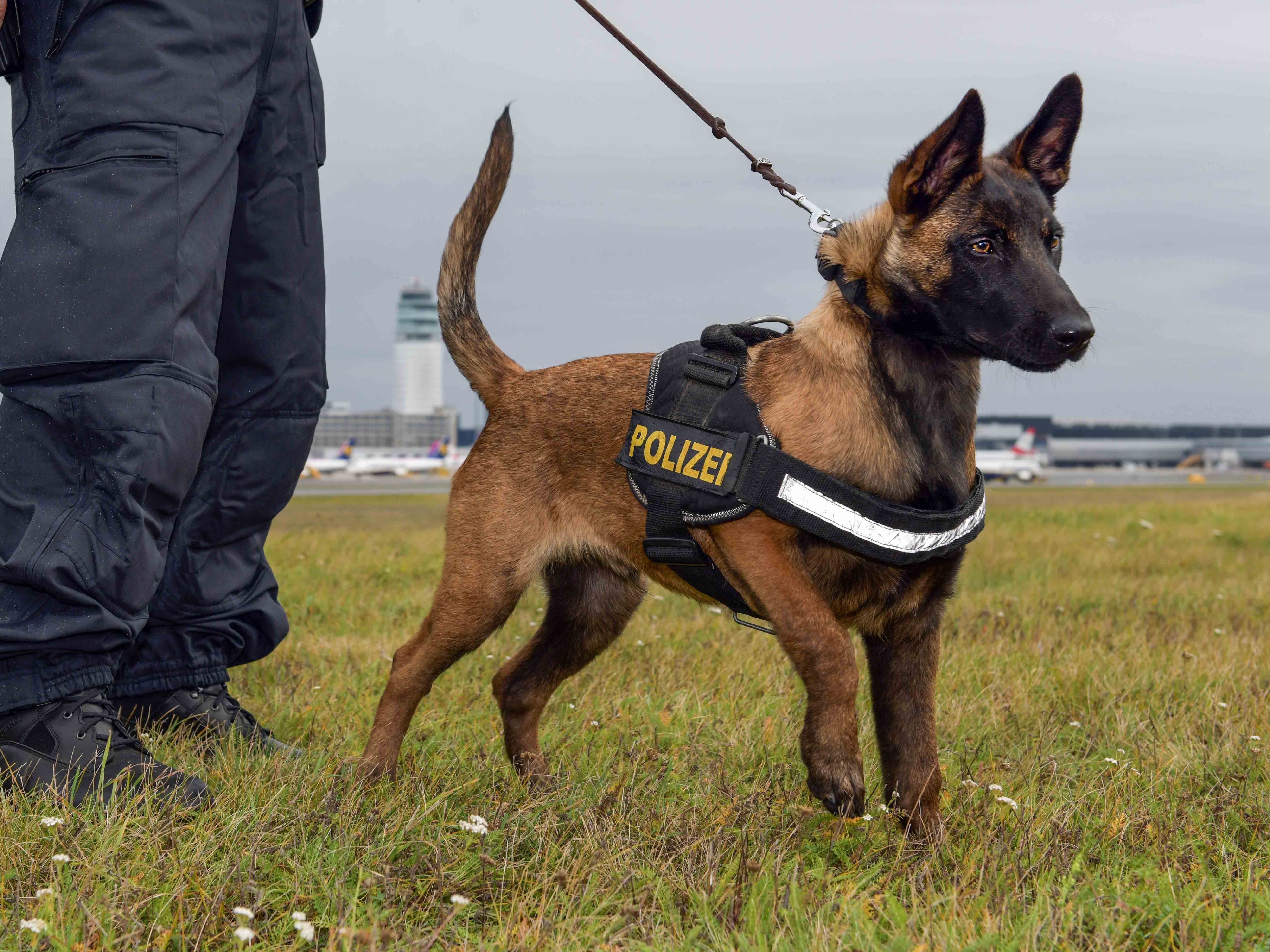 Der belgische Schäferhund Quattro wurde ausgesetzt, landete im Tierheim und wird derzeit bei der Landespolizeidirektion Niederösterreich zum Polizeidiensthund ausgebildet Der belgische Schäferhund Quattro wurde ausgesetzt, landete im Tierheim und wird derzeit bei der Landespolizeidirektion Niederösterreich zum Polizeidiensthund ausgebildet