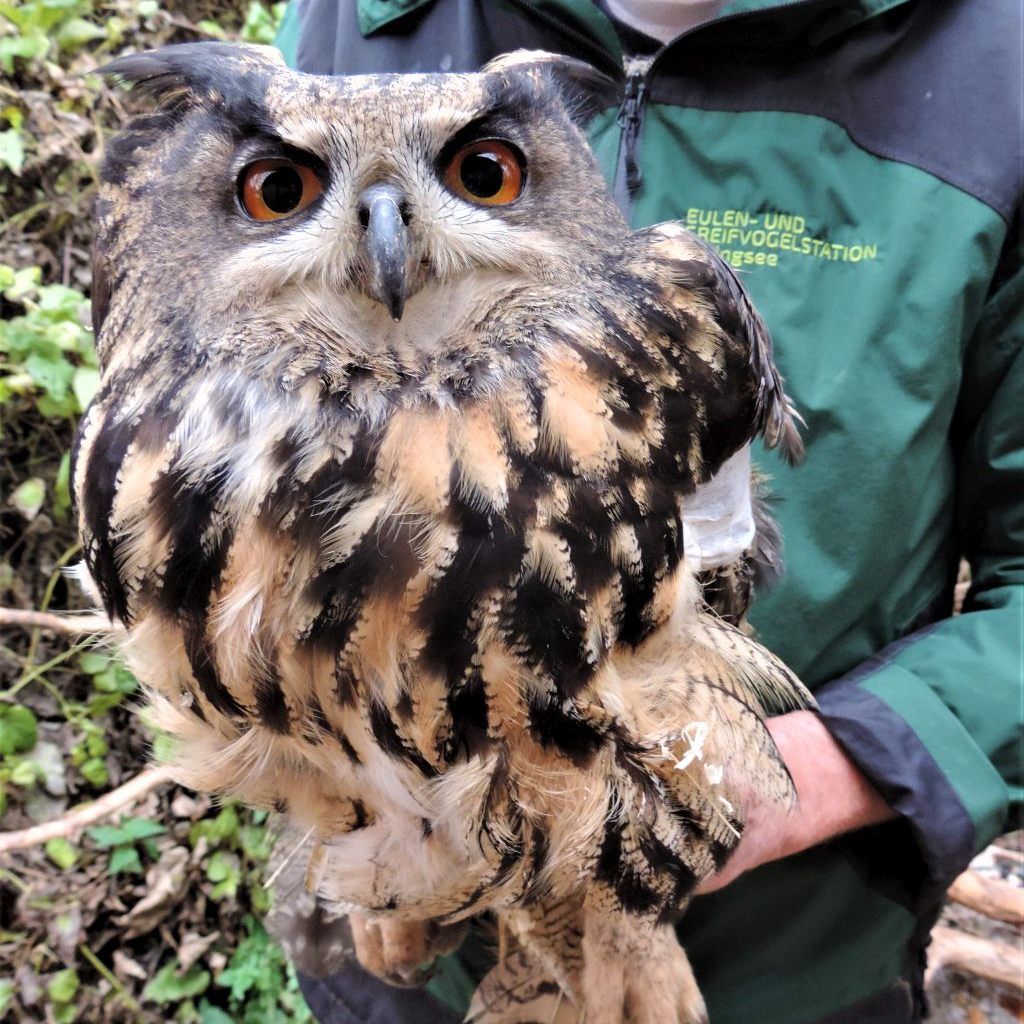 Der Greifvogel soll schon vom seinem Partner vermisst werden.