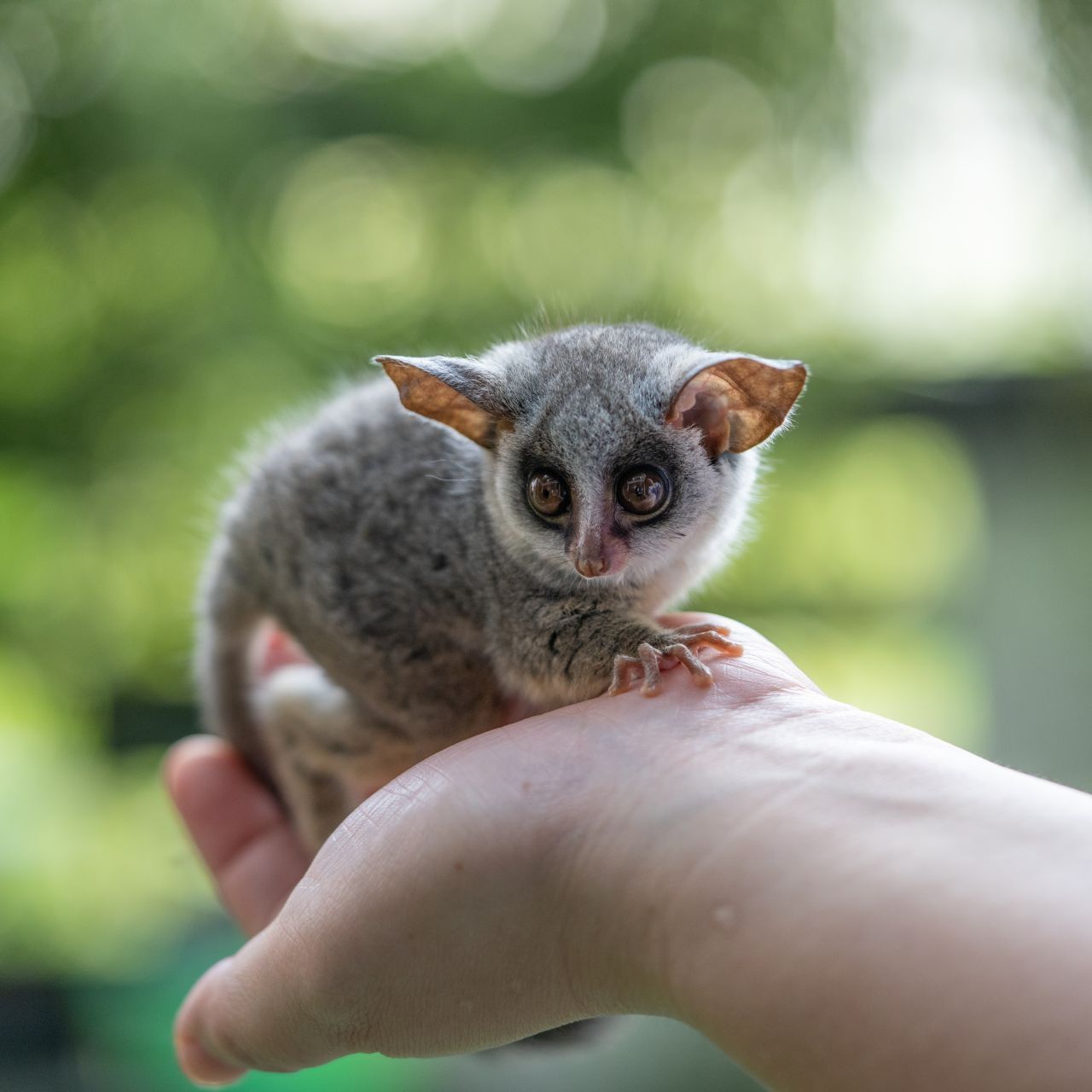 Ein Senegal-Galago wurde auf einer Autobahn aufgelesen