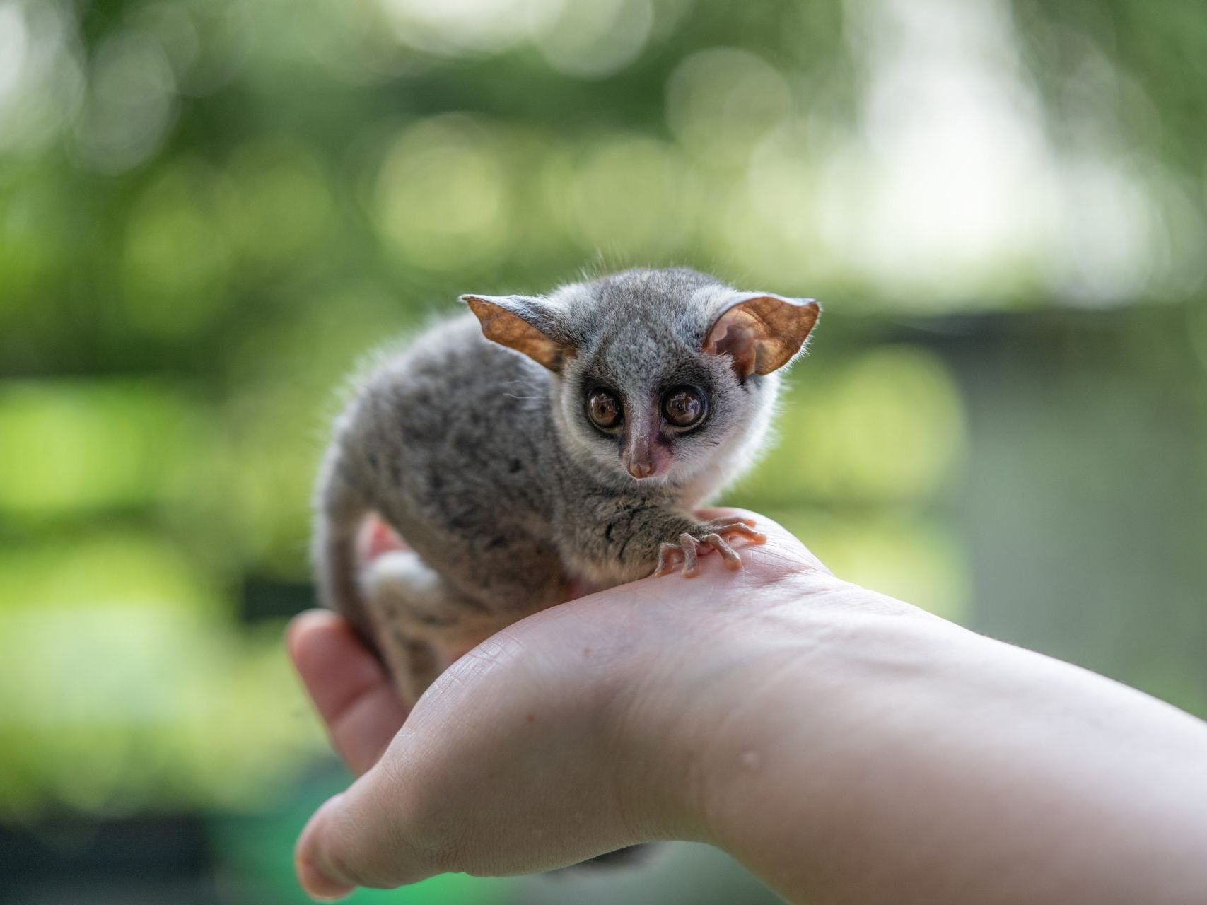 Ein Senegal-Galago wurde auf einer Autobahn aufgelesen Ein Senegal-Galago wurde auf einer Autobahn aufgelesen