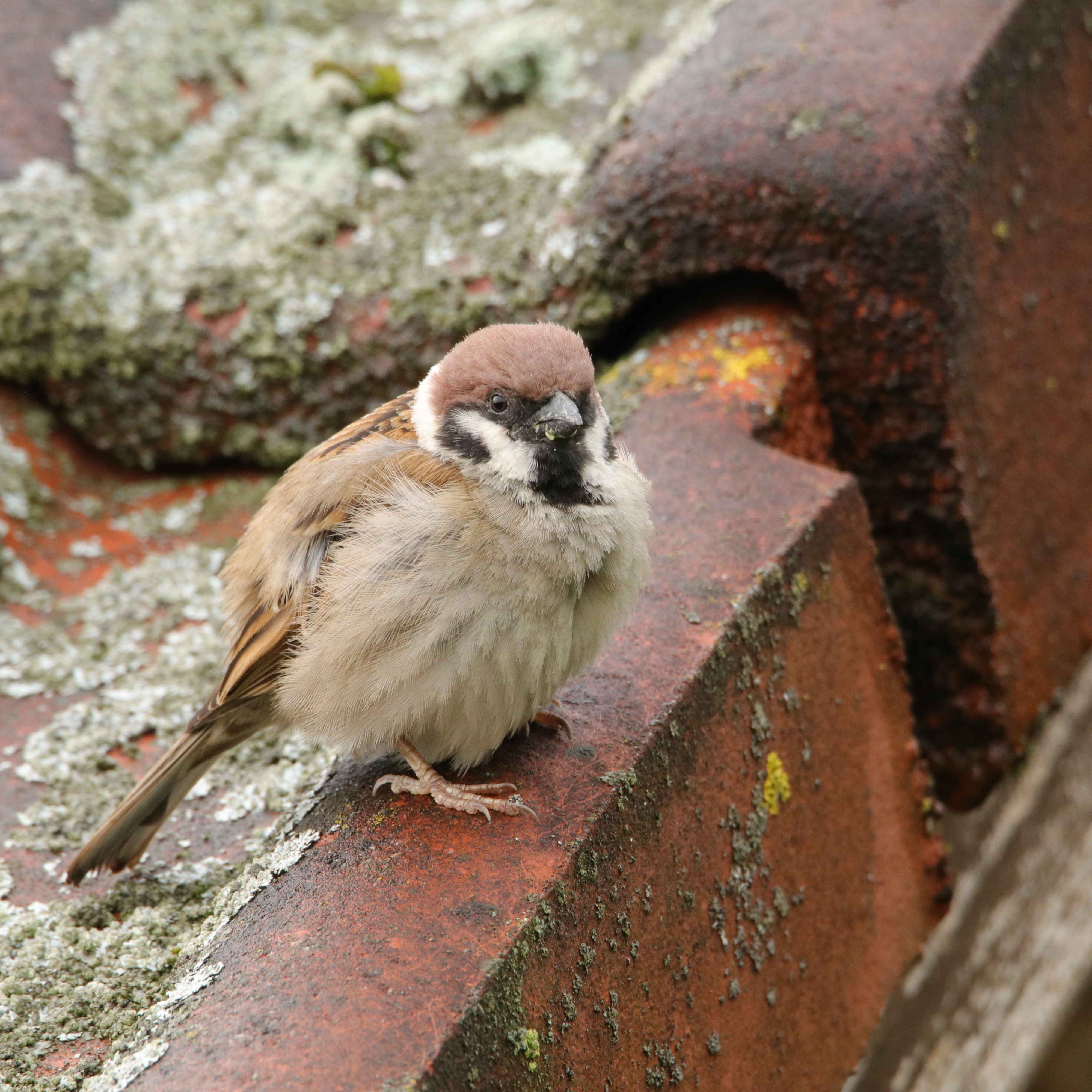 Feldsperlinge wie dieser wurden in Wien gegenüber Haussperlingen weniger gesichtet