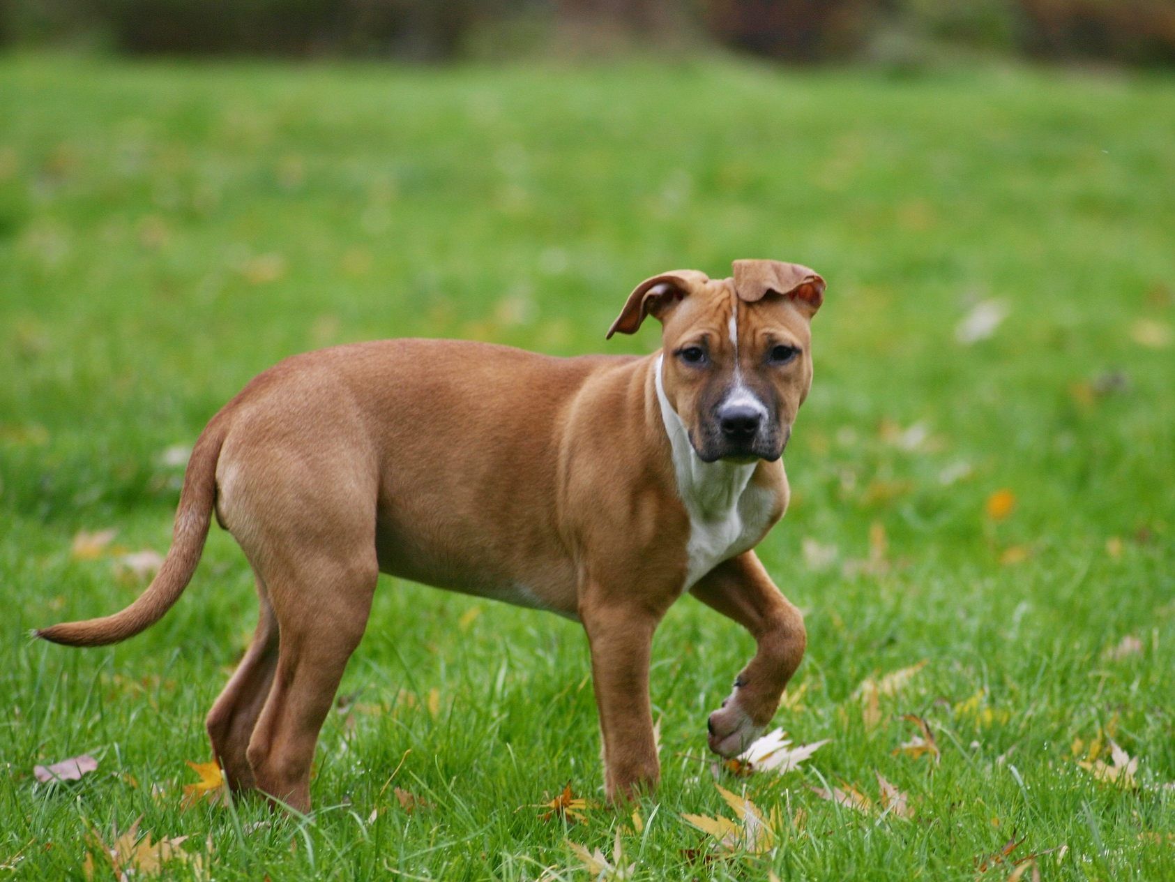 Dreibeinige Hunde und andere Tiere finden hier ein neues Zuhause